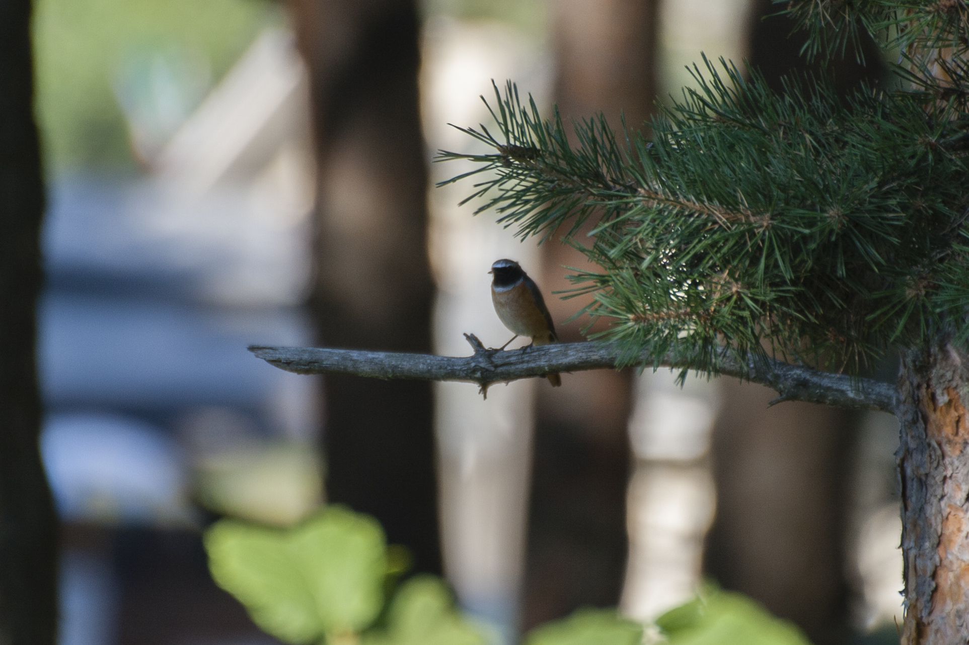 Phoenicurus phoenicurus