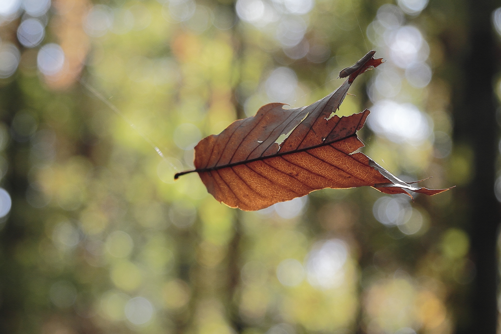 The leaf inprigionata