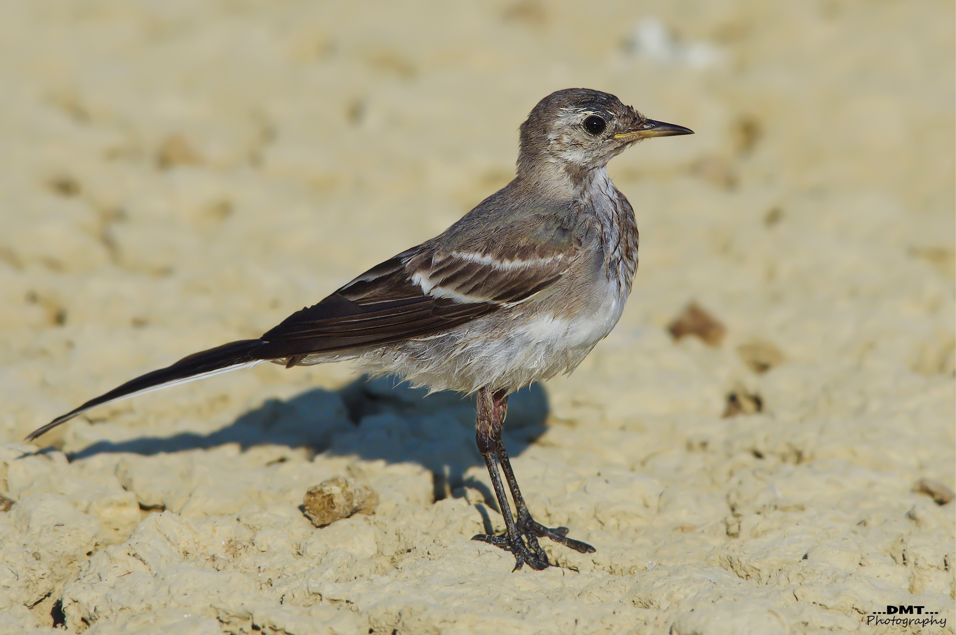 Ballerina bianca, giovane
