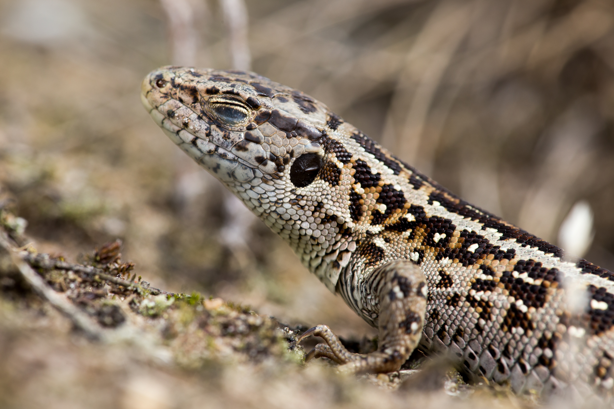 Dozing Sand Lizard