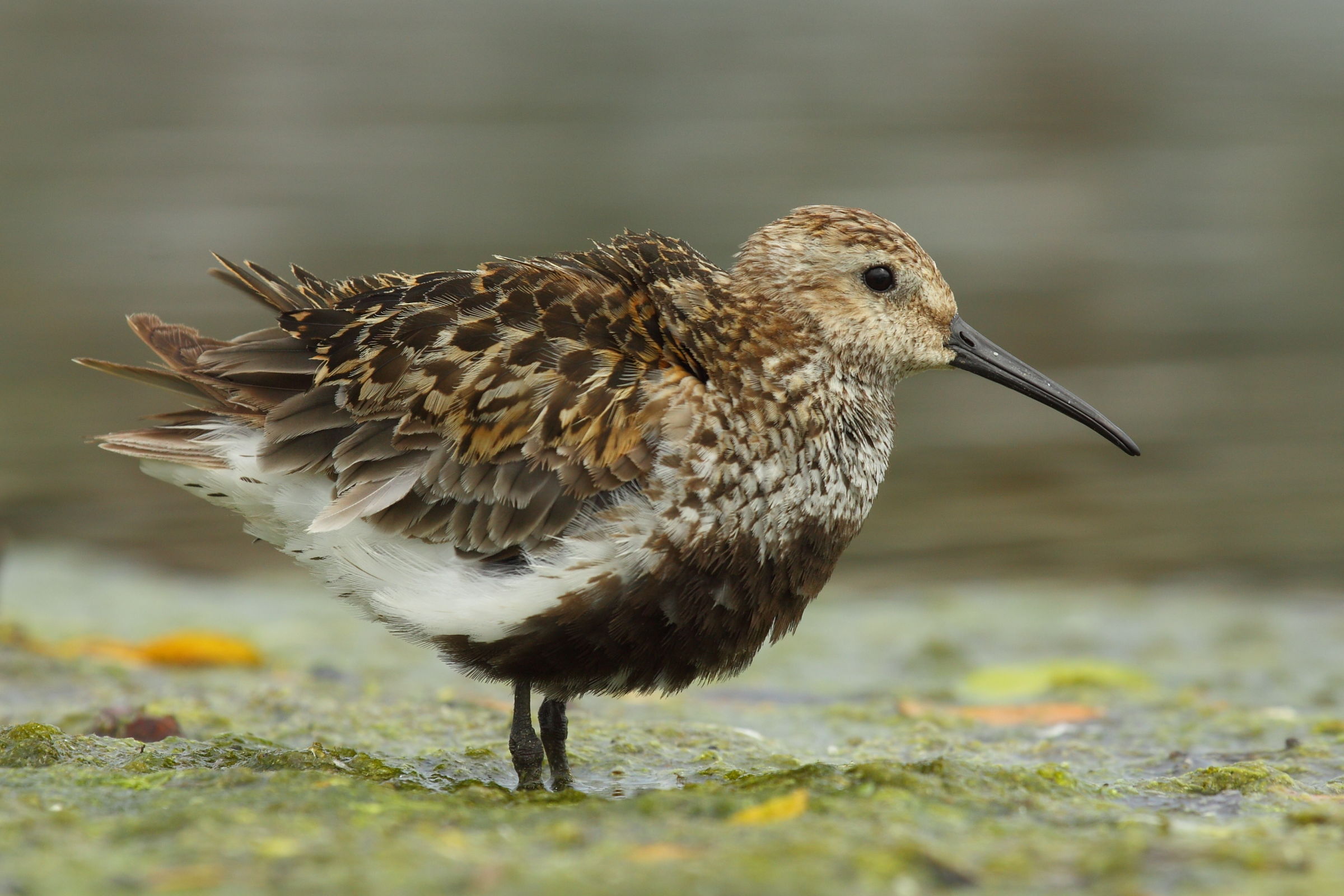 dunlin