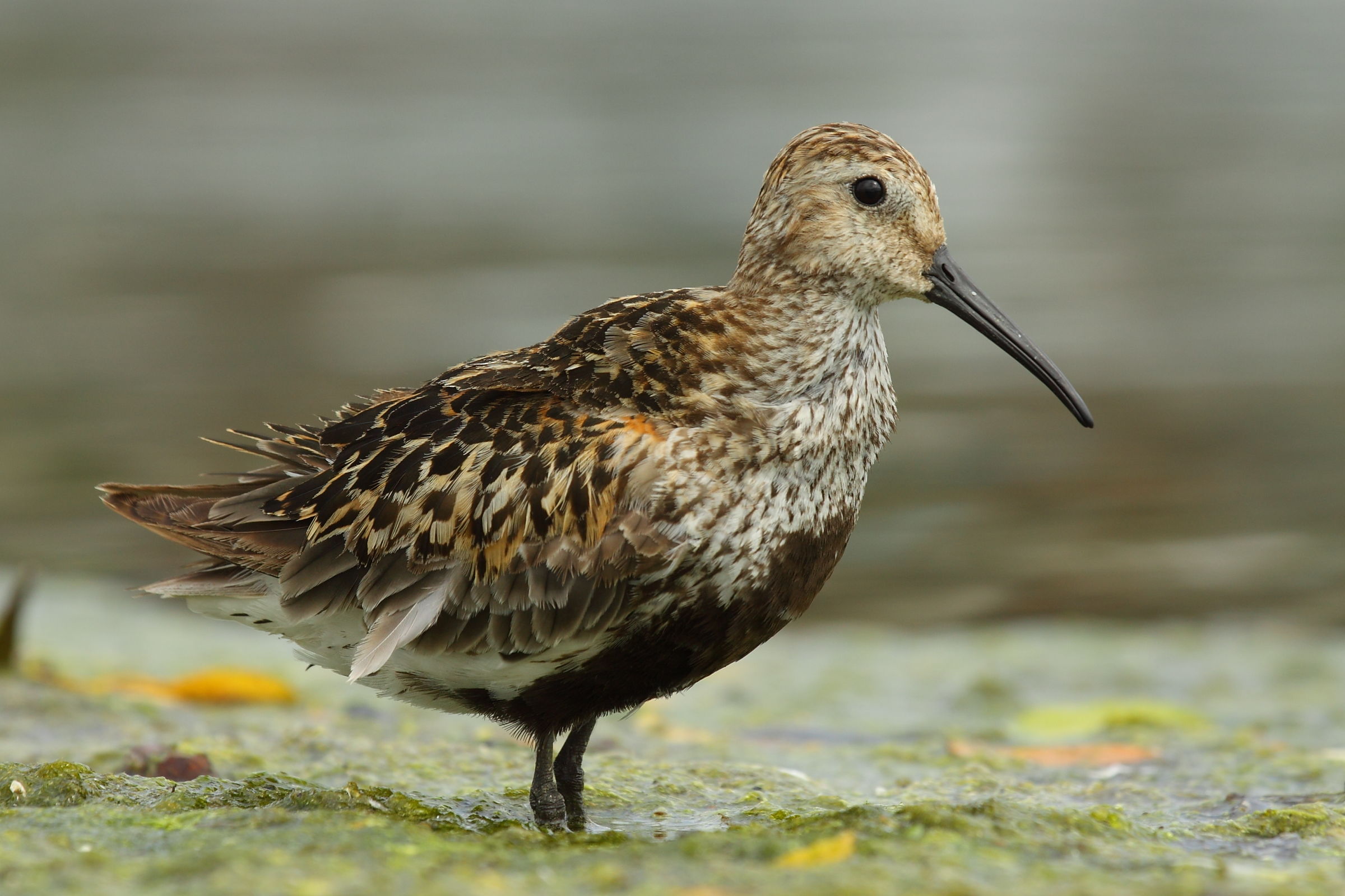 dunlin