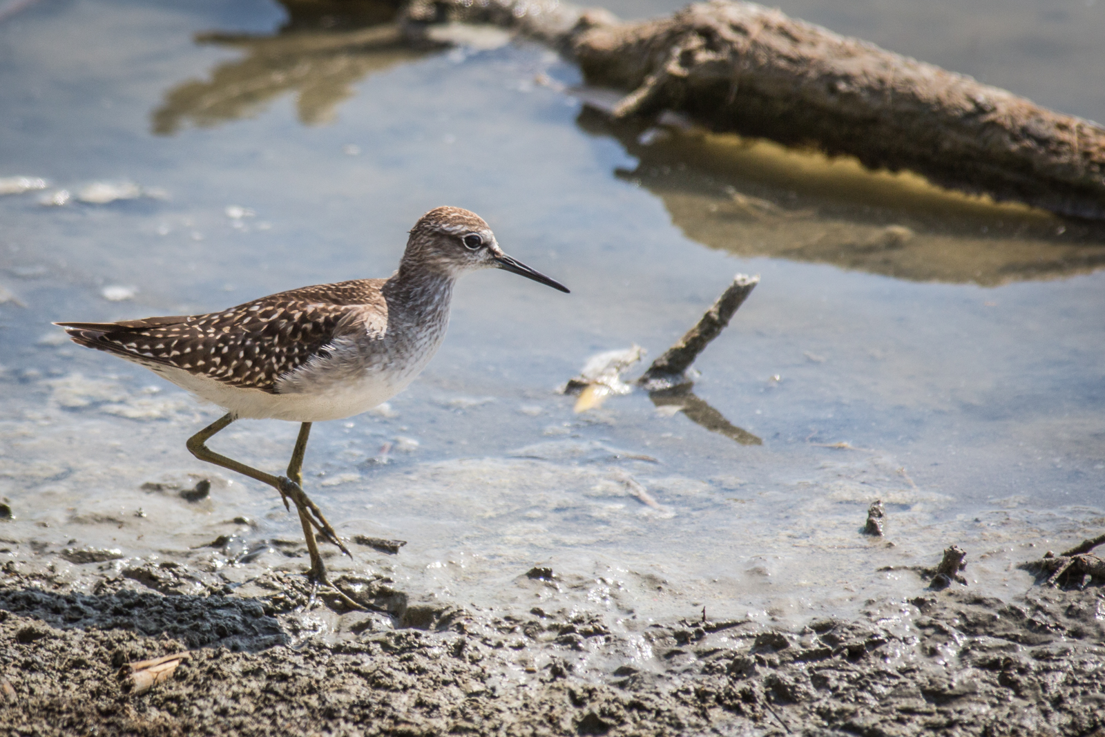 Wood Sandpiper