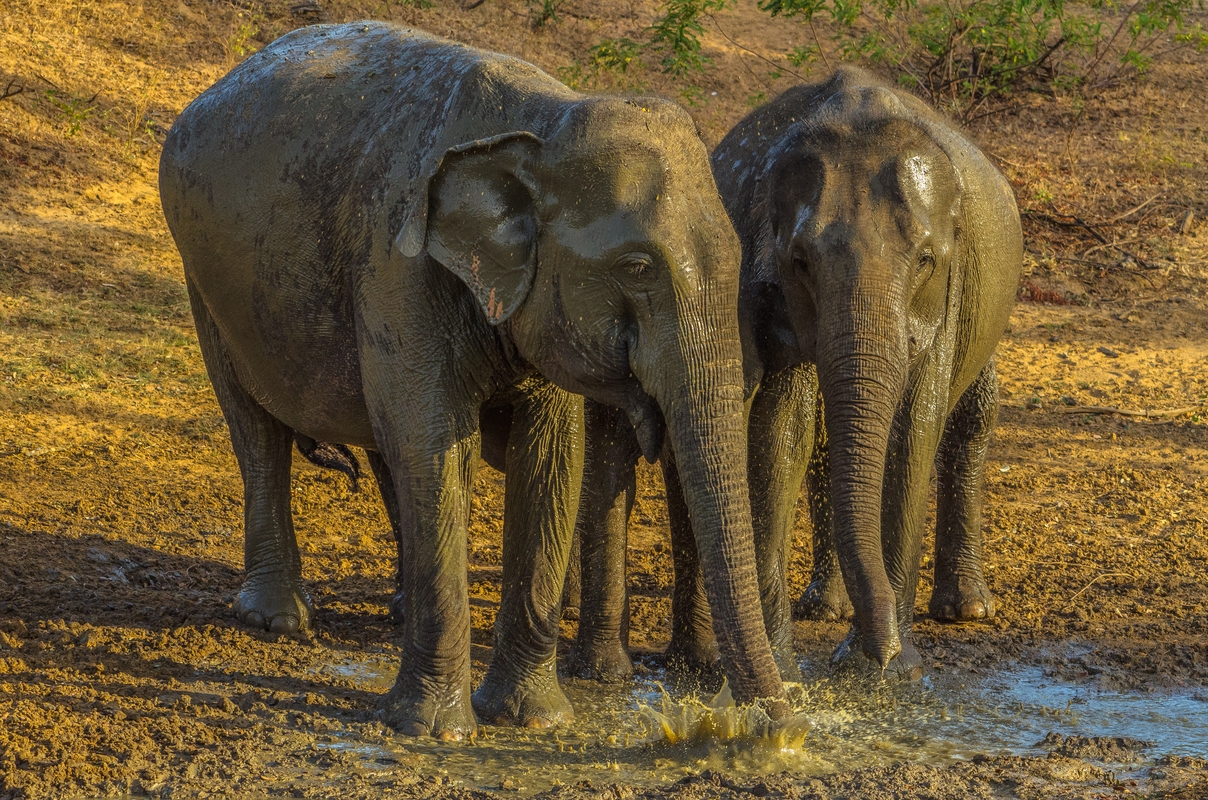 Sri Lanka - Last light on Yala National Park