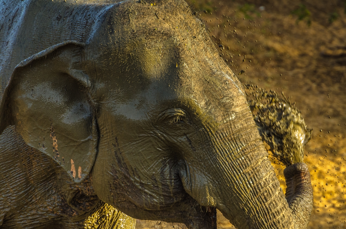 Sri Lanka - Last light on Yala National Park