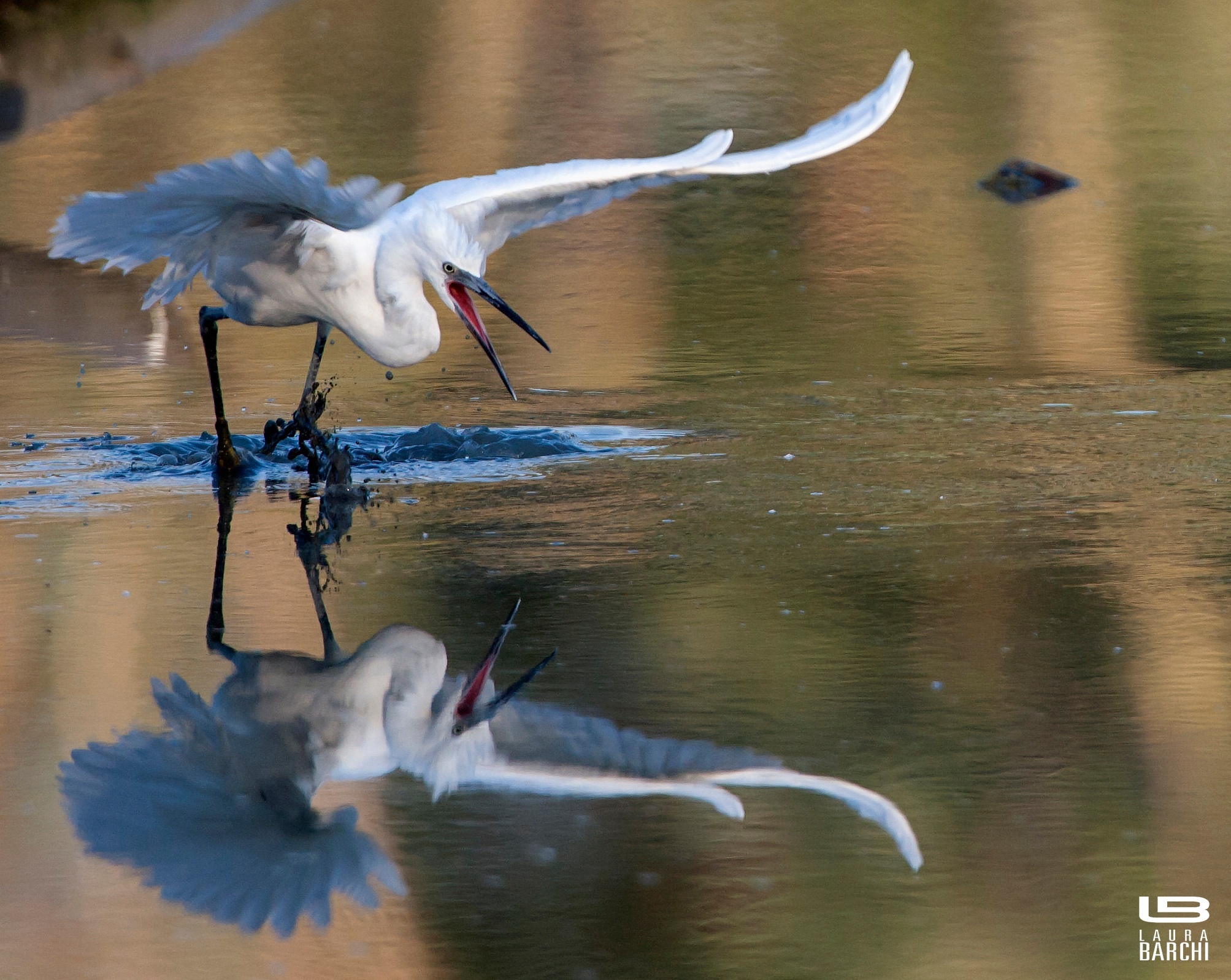 Preparazione a imbeccata