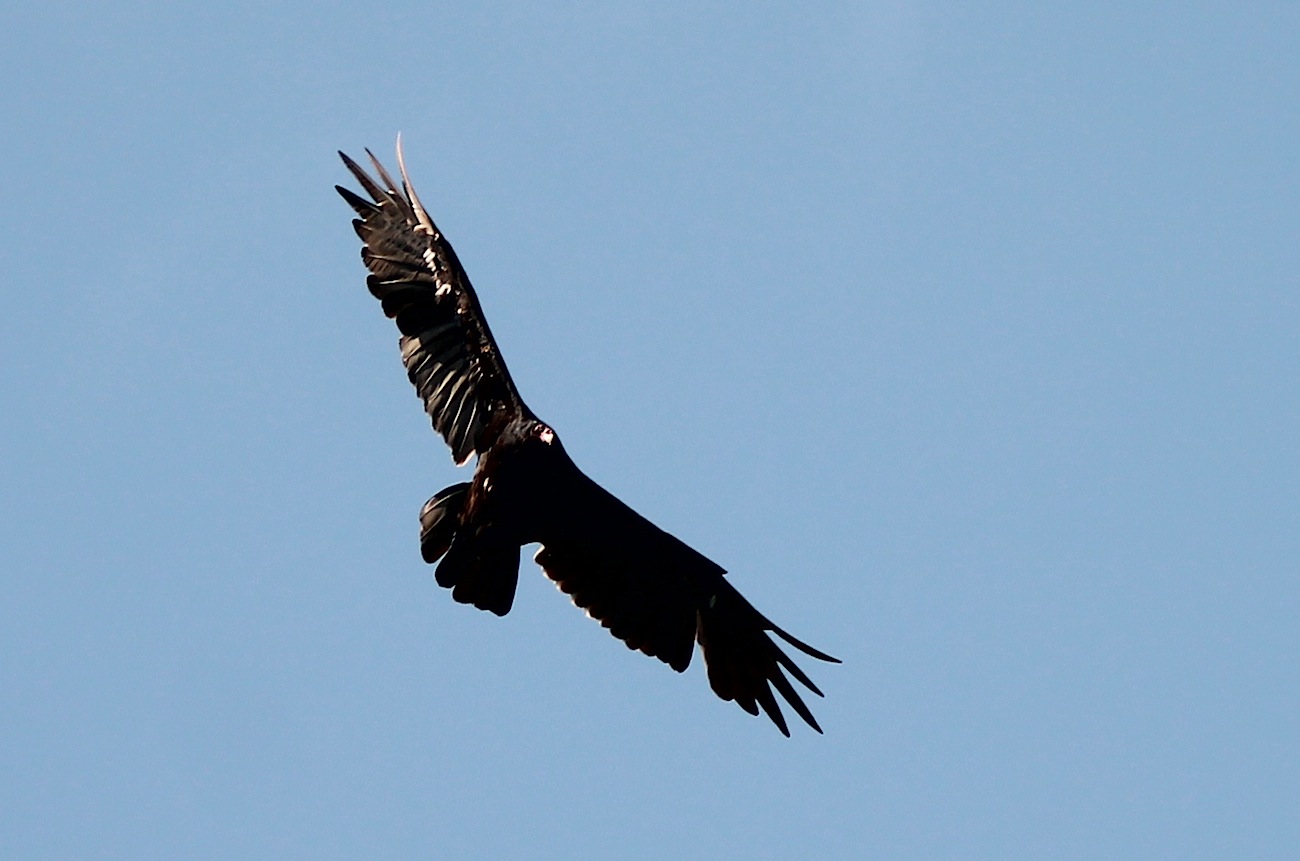 Turkey Vulture