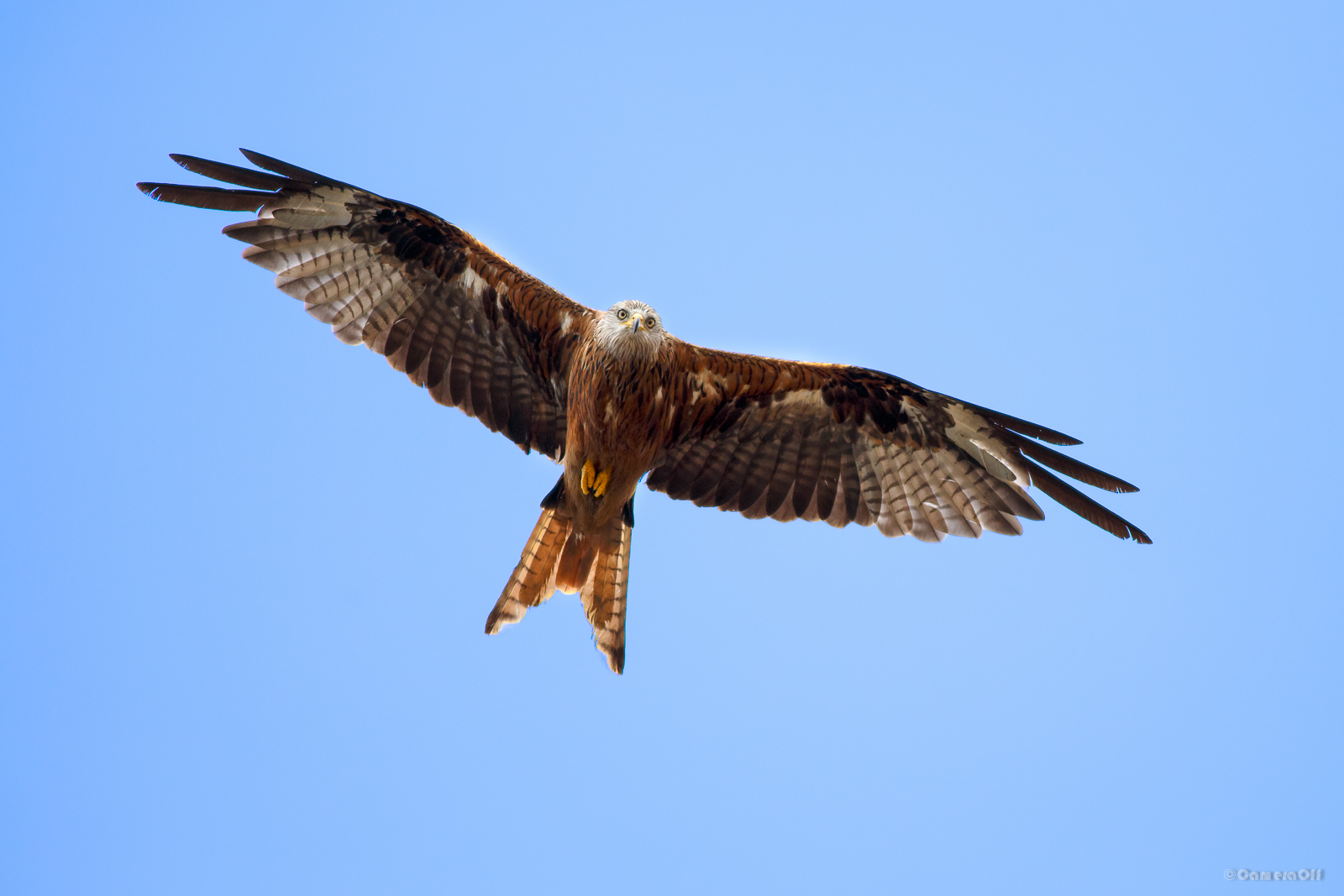 Nibbio Reale a Speloncato Le Balagne