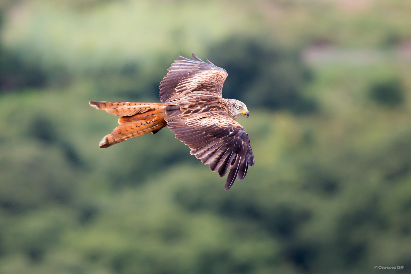 Nibbio Reale a Speloncato Le Balagne