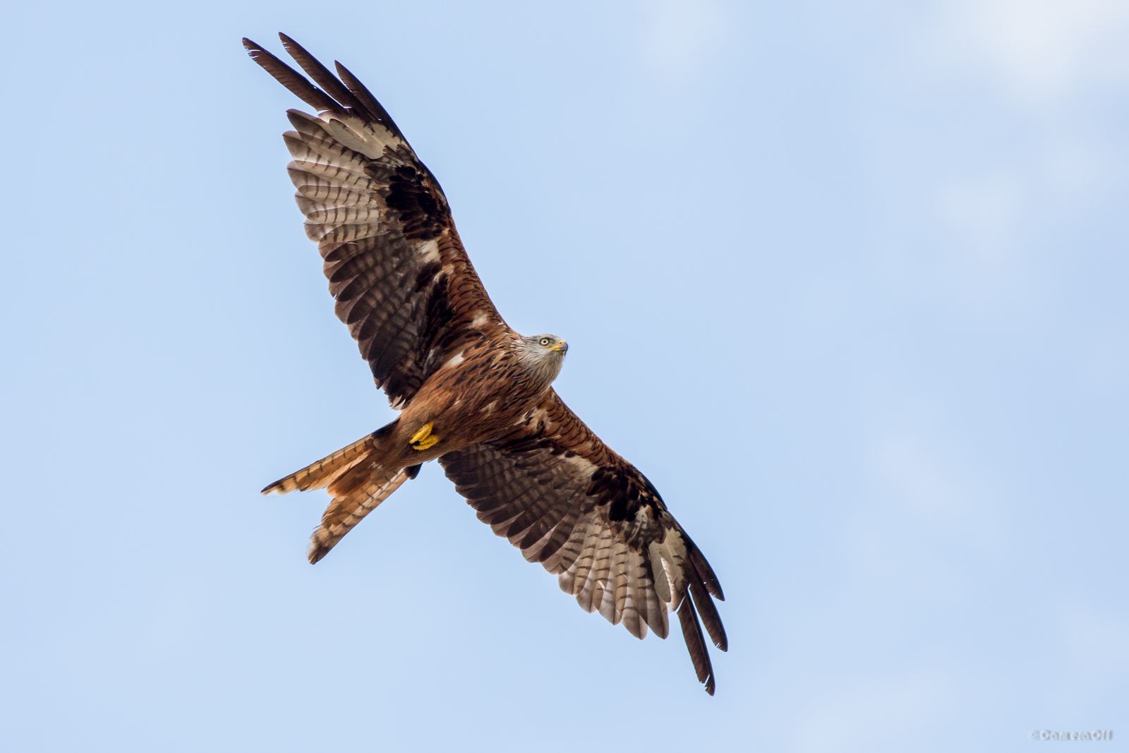 Nibbio Reale a Speloncato Le Balagne