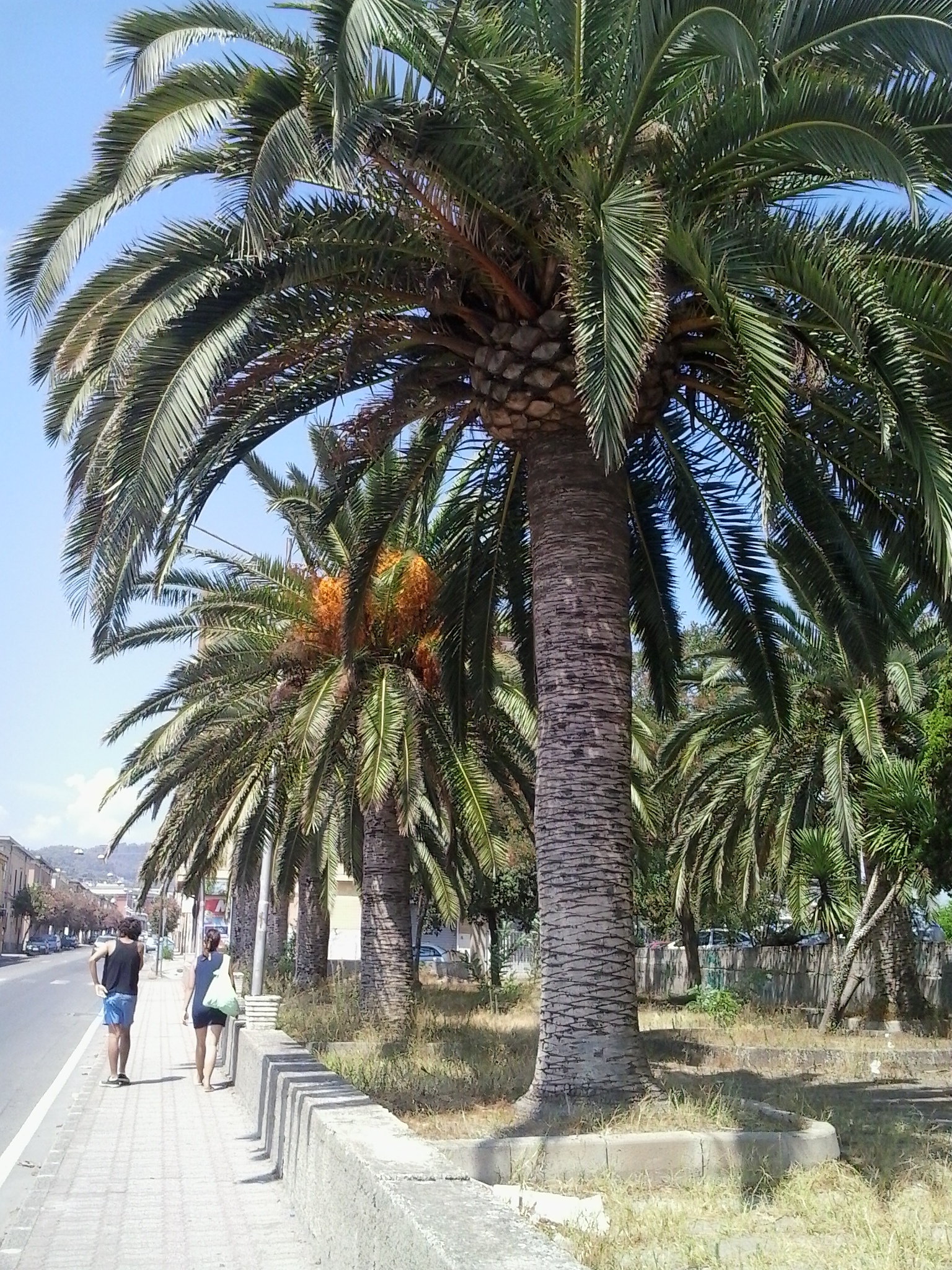 Palms of Catanzaro