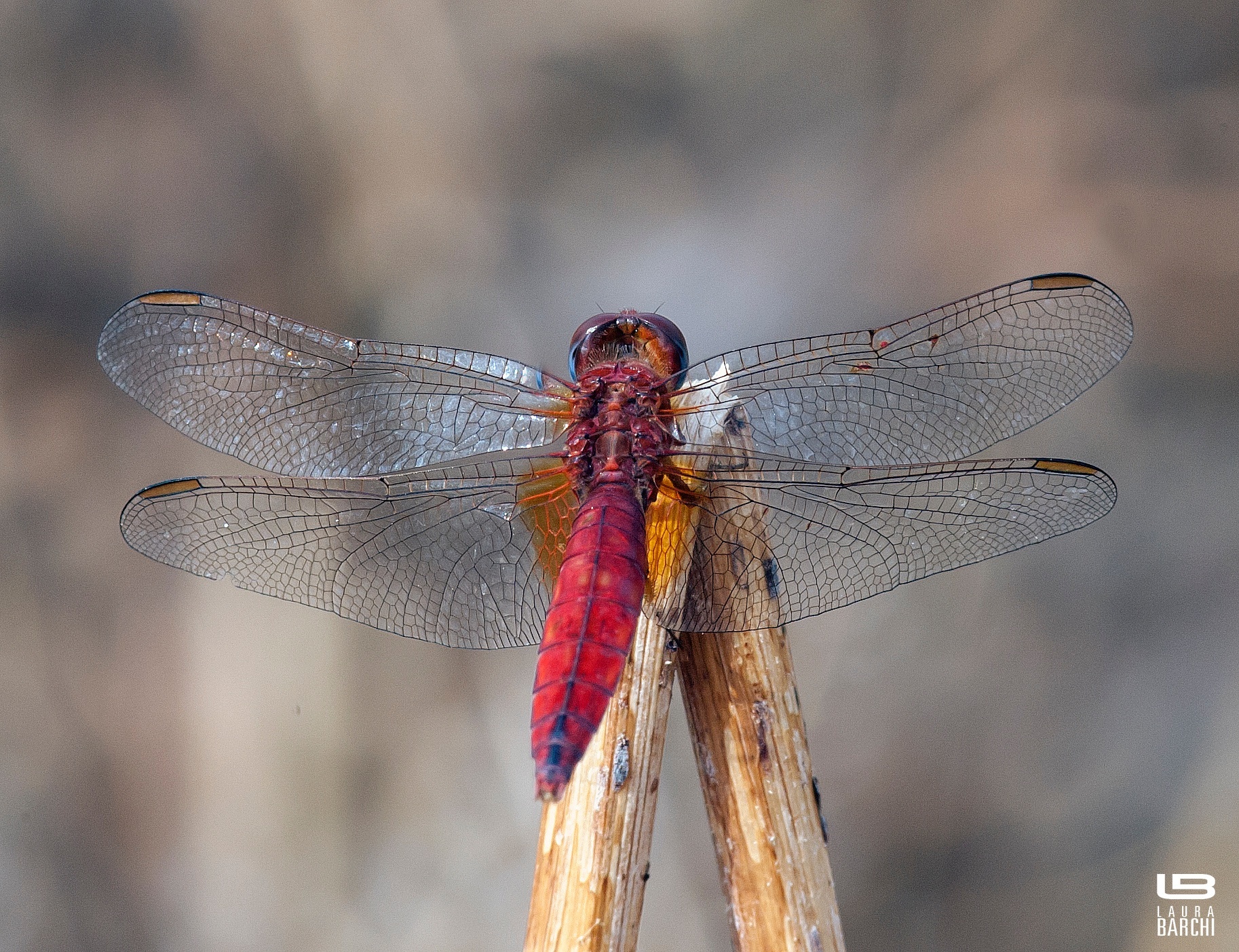 Libellula rossa