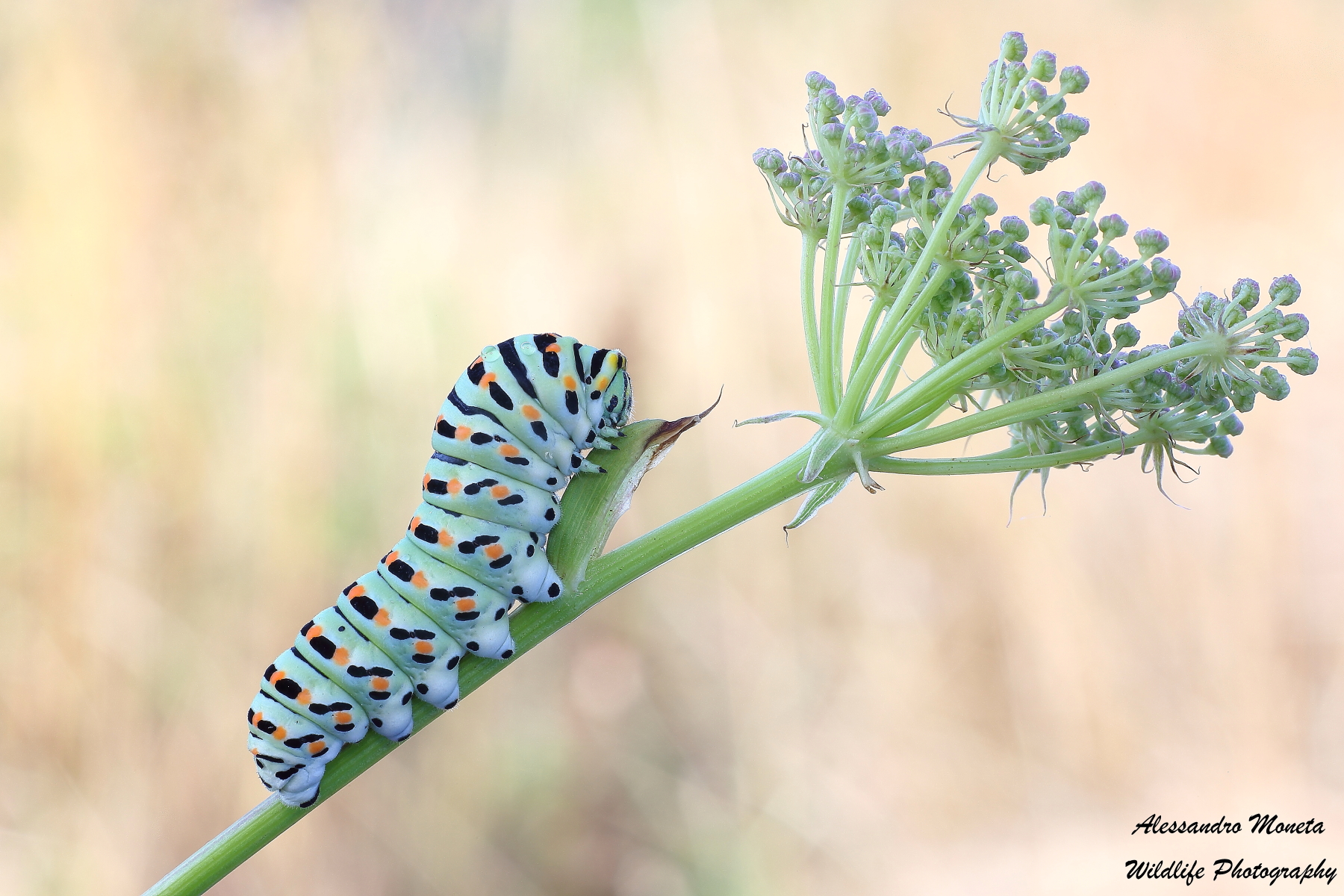 Caterpillar of swallowtail