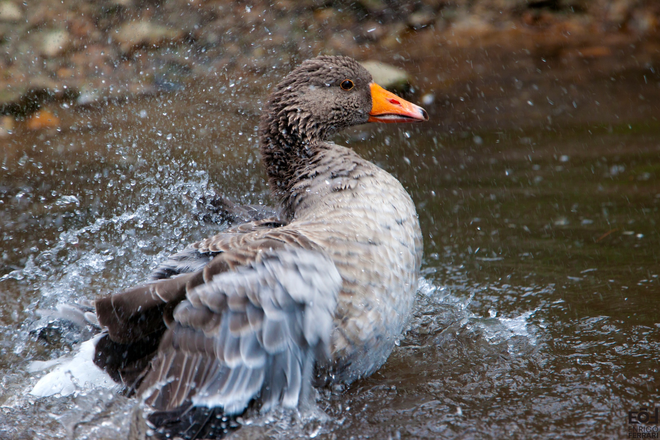 Greylag Goose