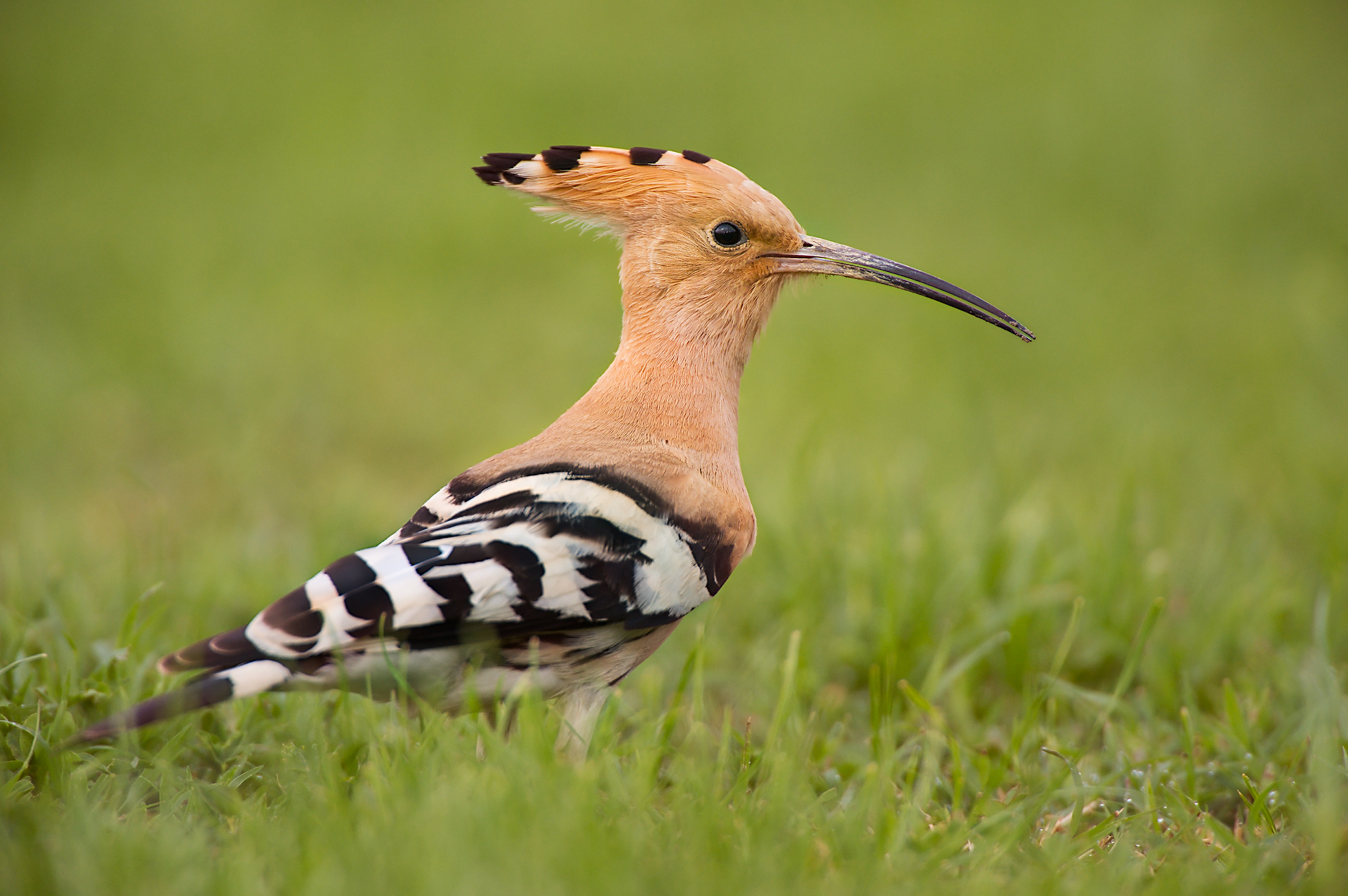 Hoopoe
