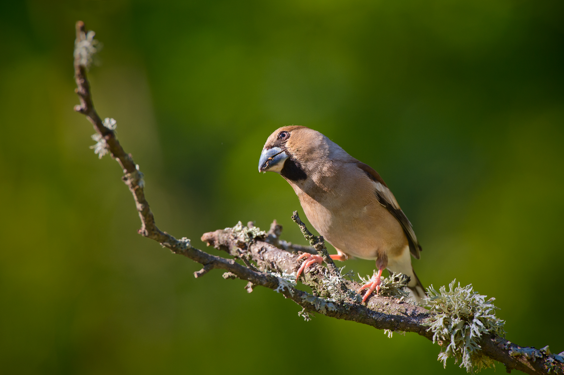 Hawfinch
