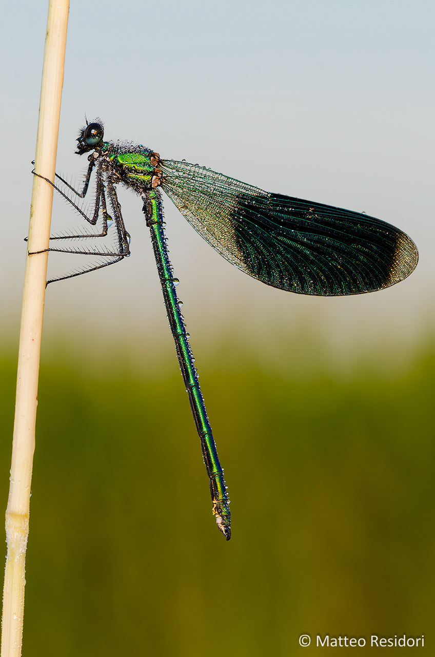 Calopteryx splendens (female)