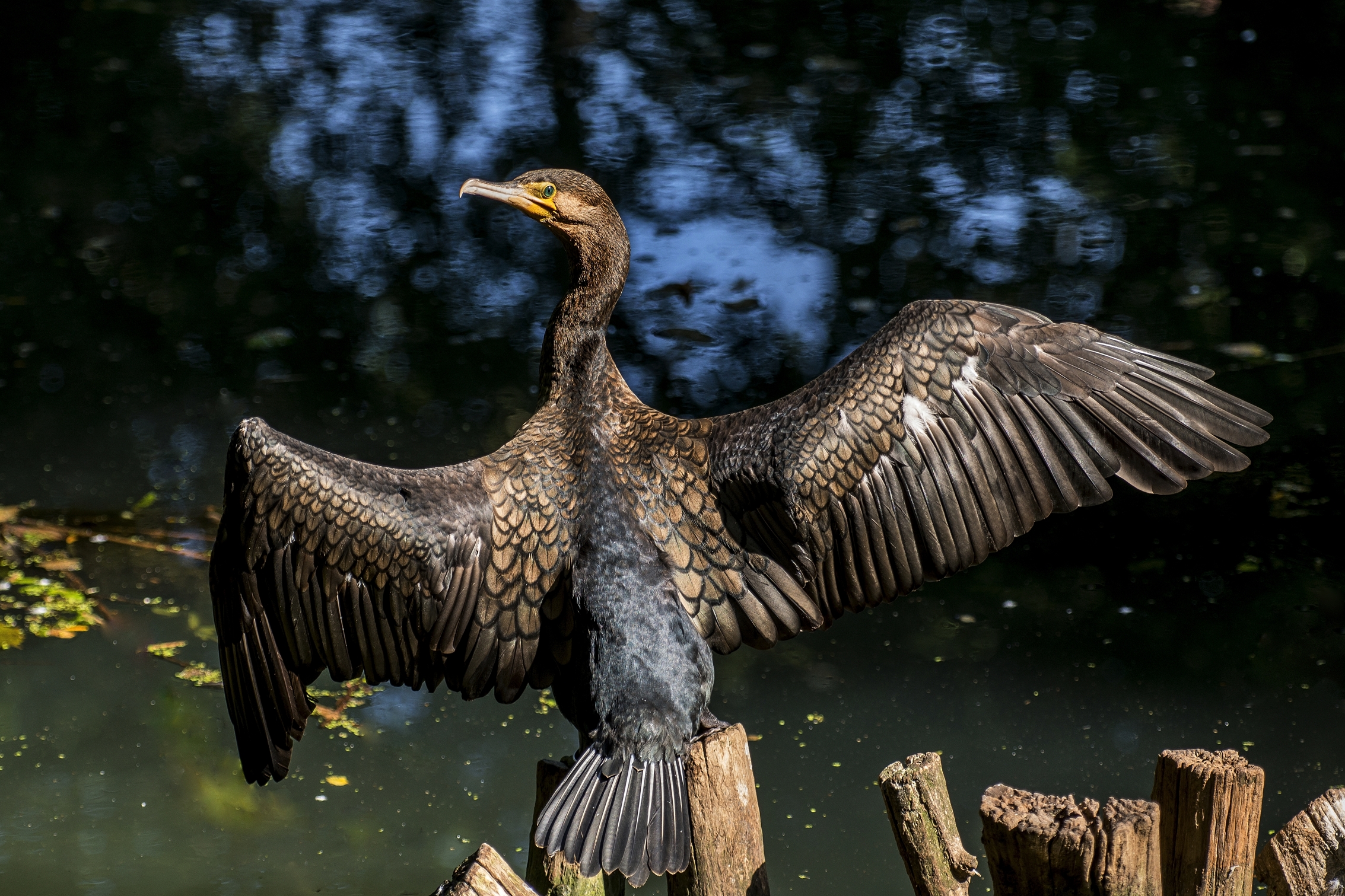 THE cormorant