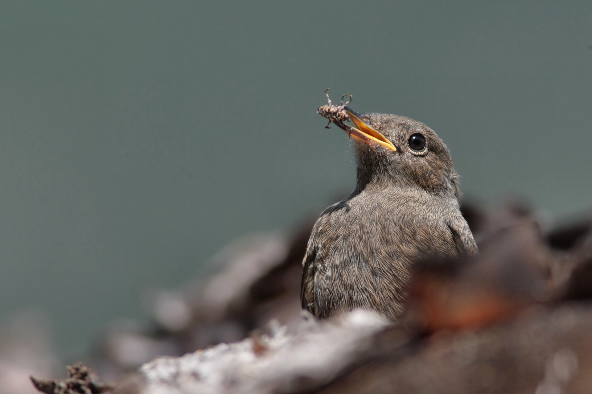 Redstart with prey