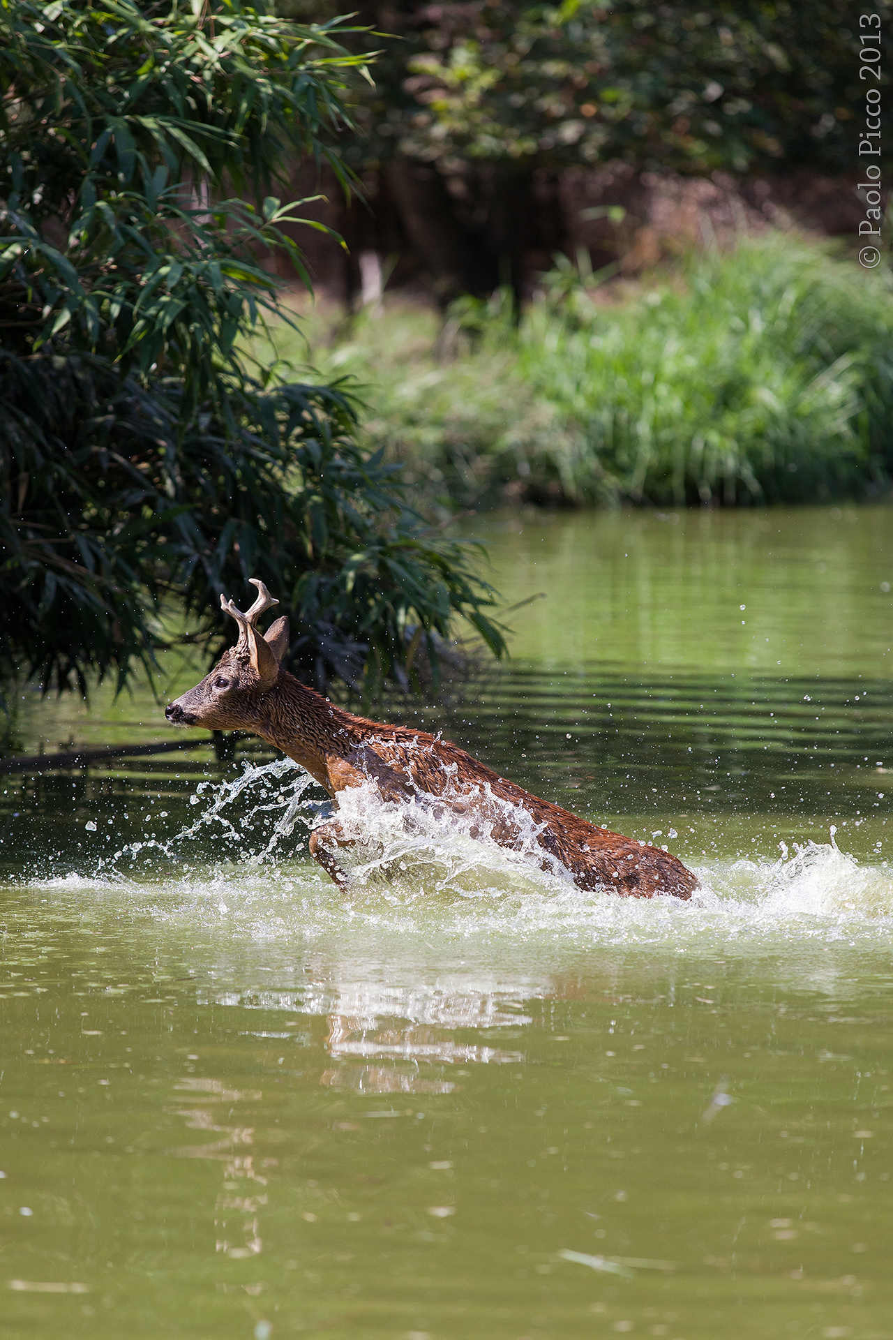 Roe deer in the water