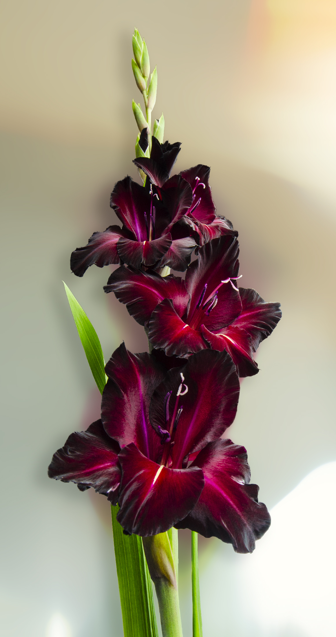 Fiori di velluto....