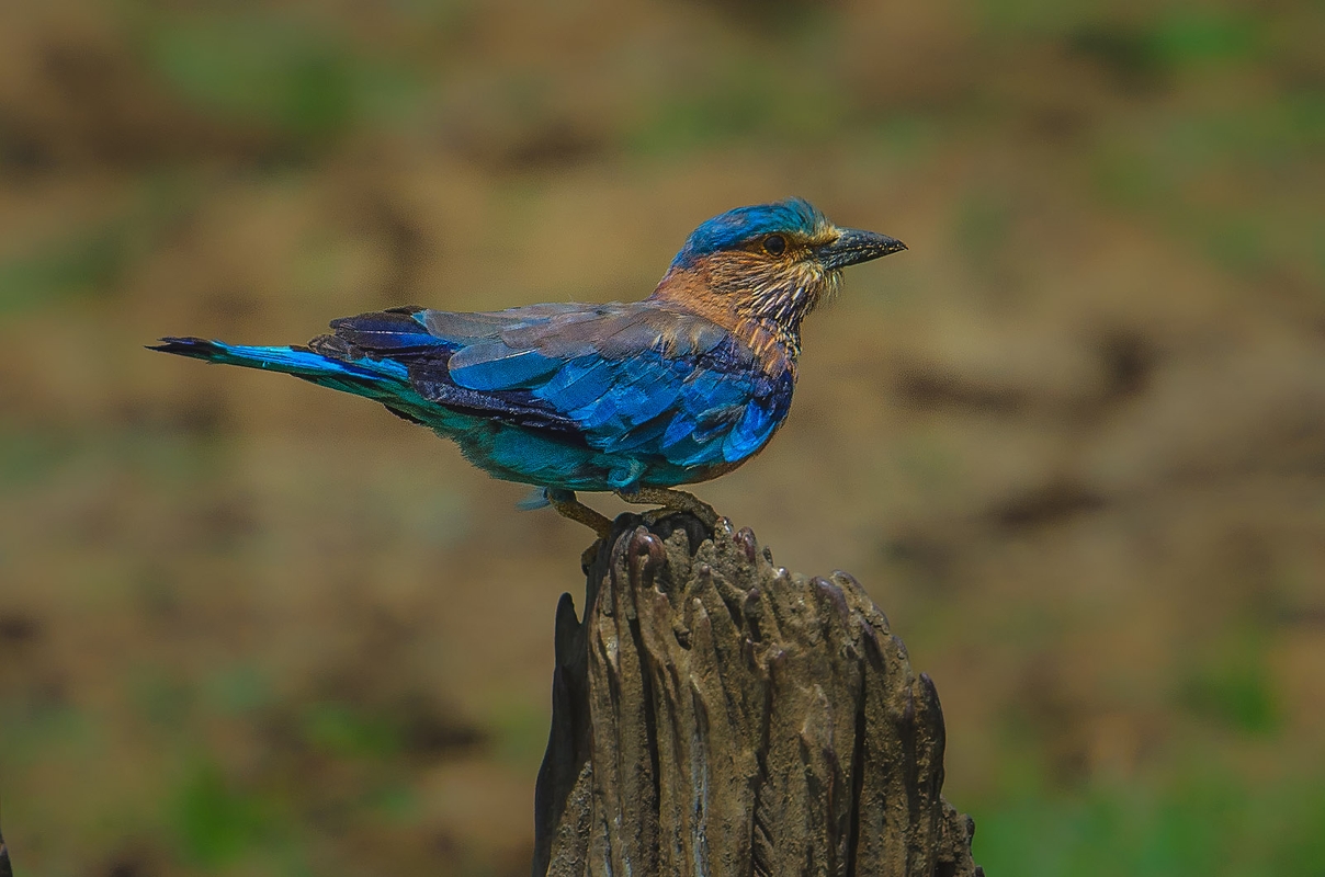 Sri Lanka - Indian Roller