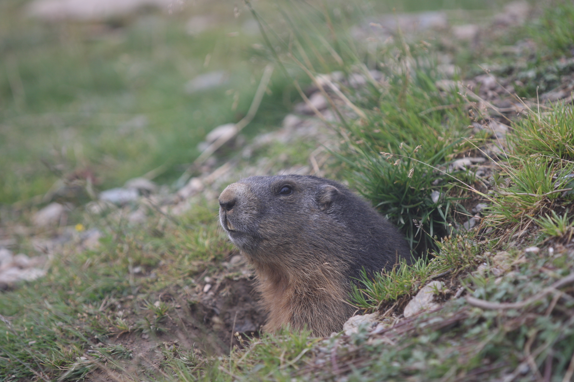 Marmotta 1