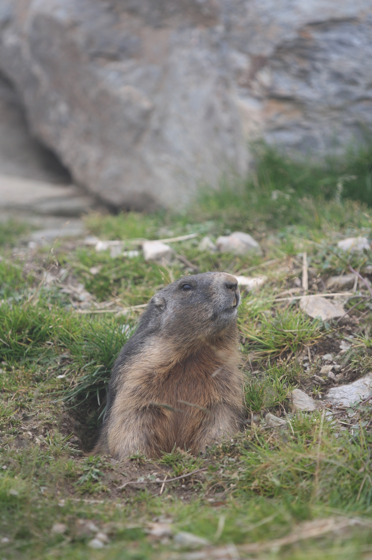 Marmotta 2