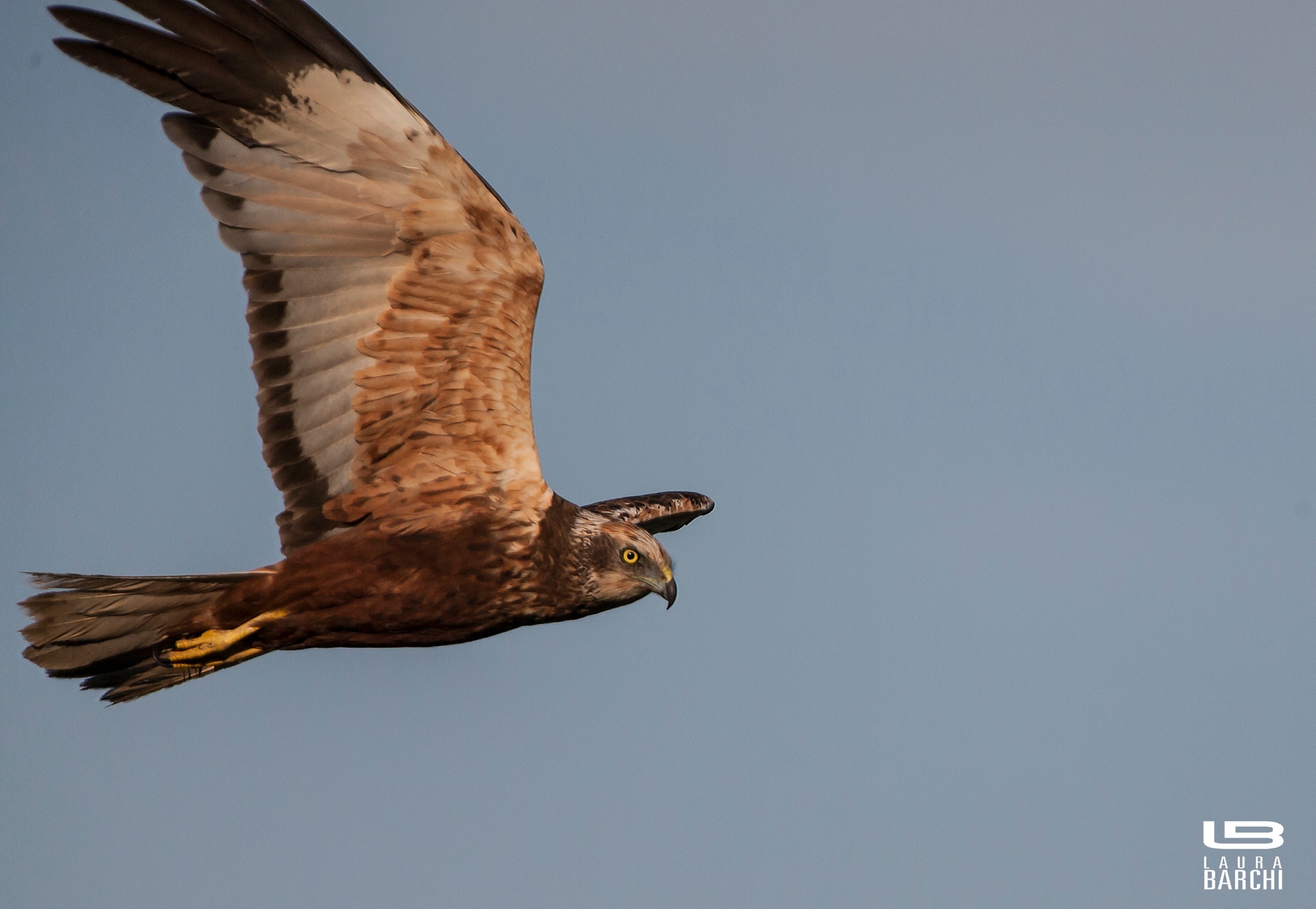 Categoria uccelli mutilati non esiste ....
