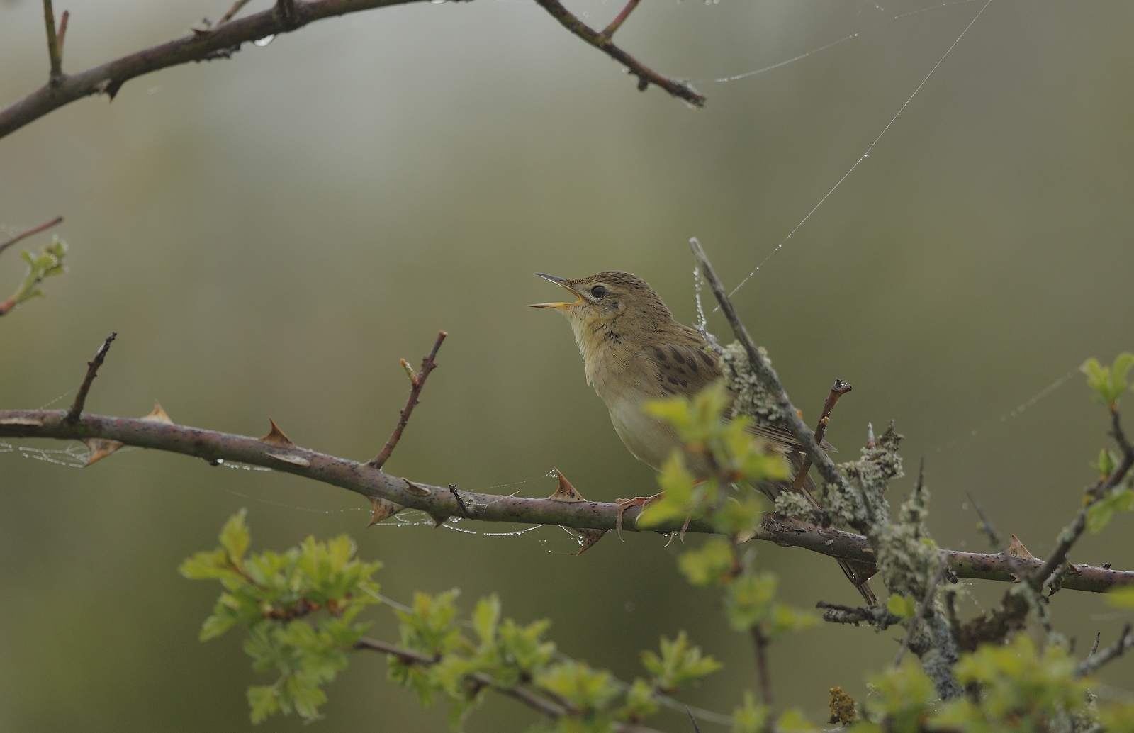 locustelle  tachetée