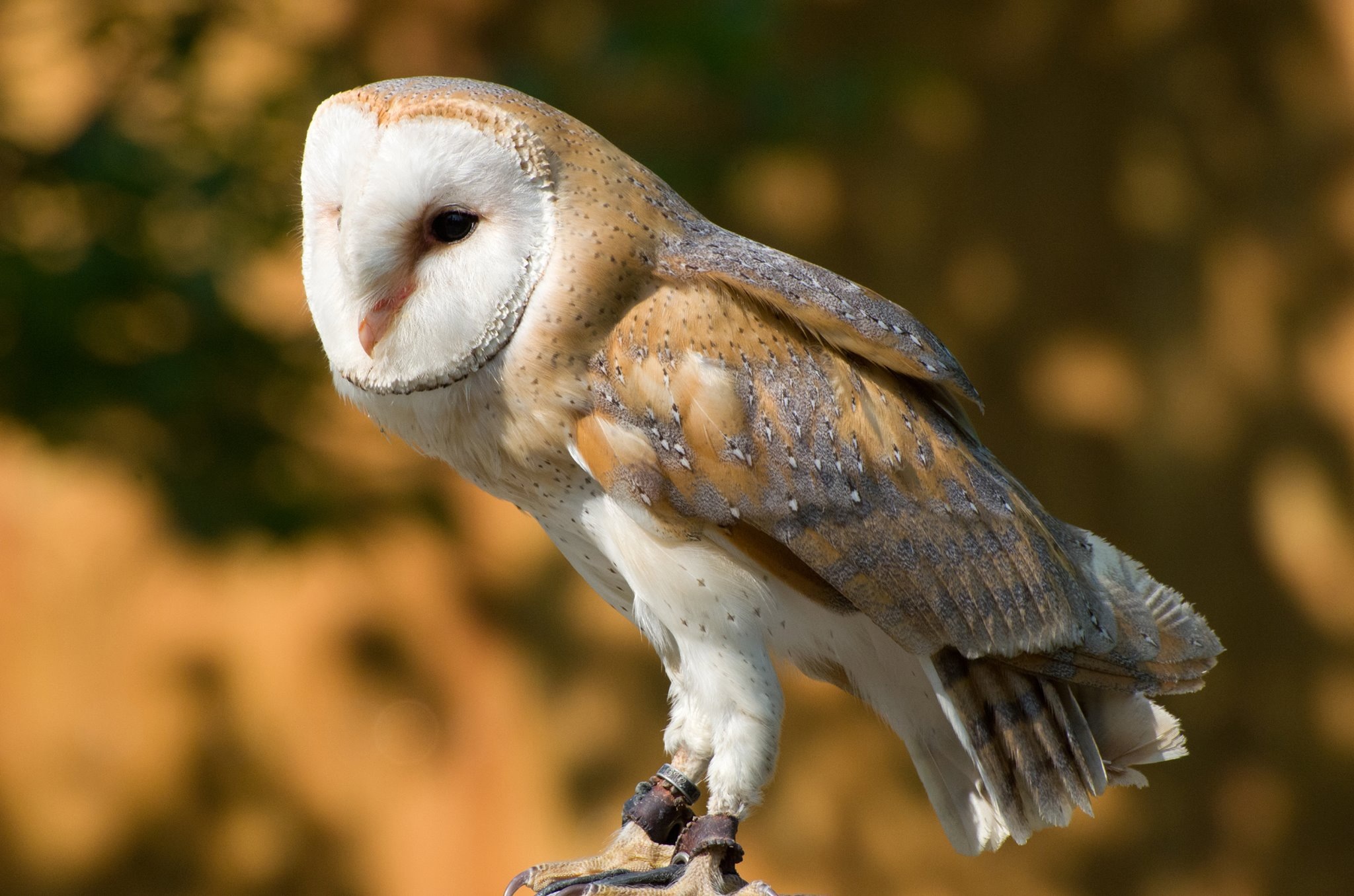 Barn Owl - Oasis Santa Cristina (Fifth TV)