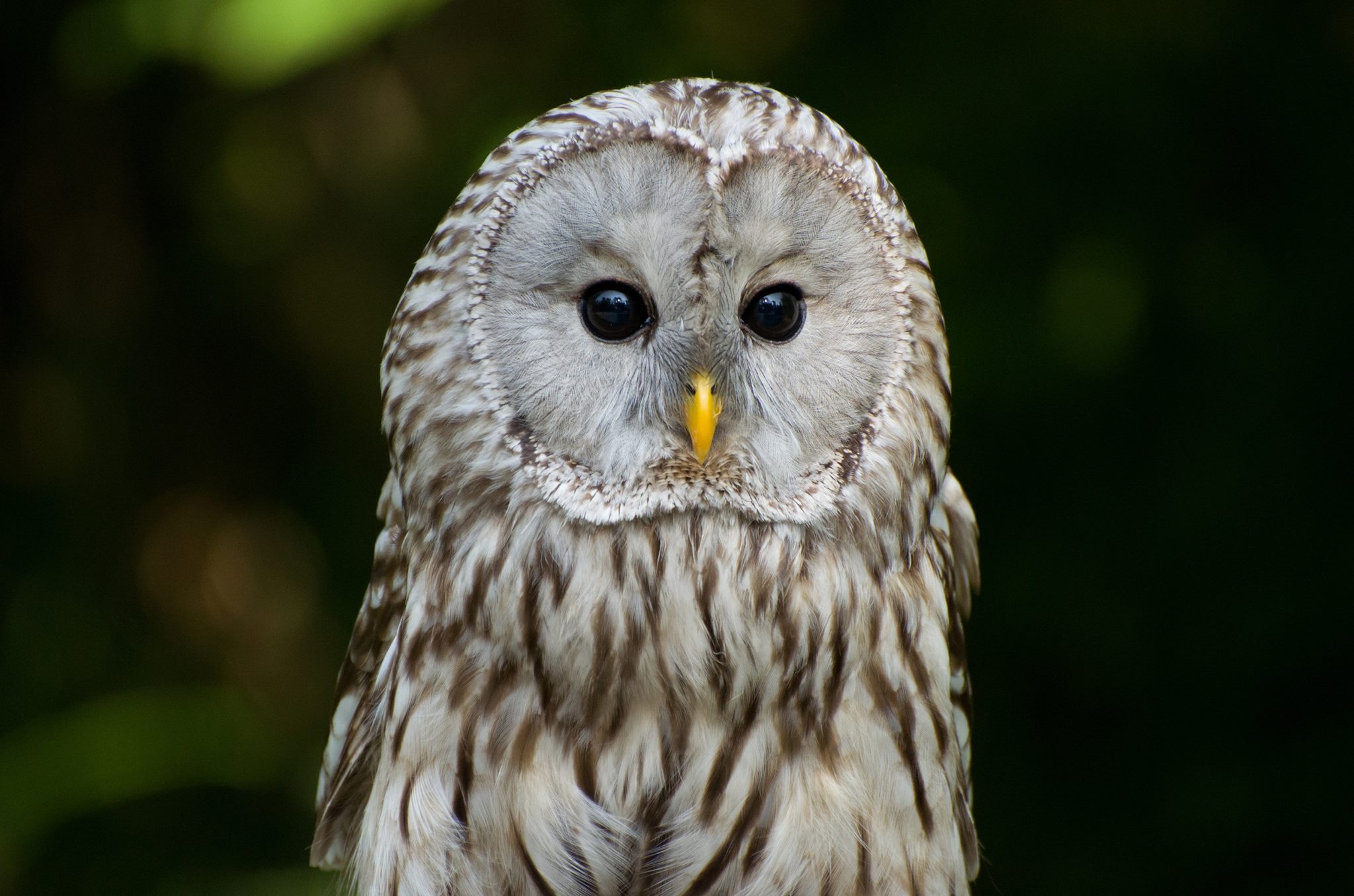 Ural owl-Oasis in Santa Cristina (Fifth TV)