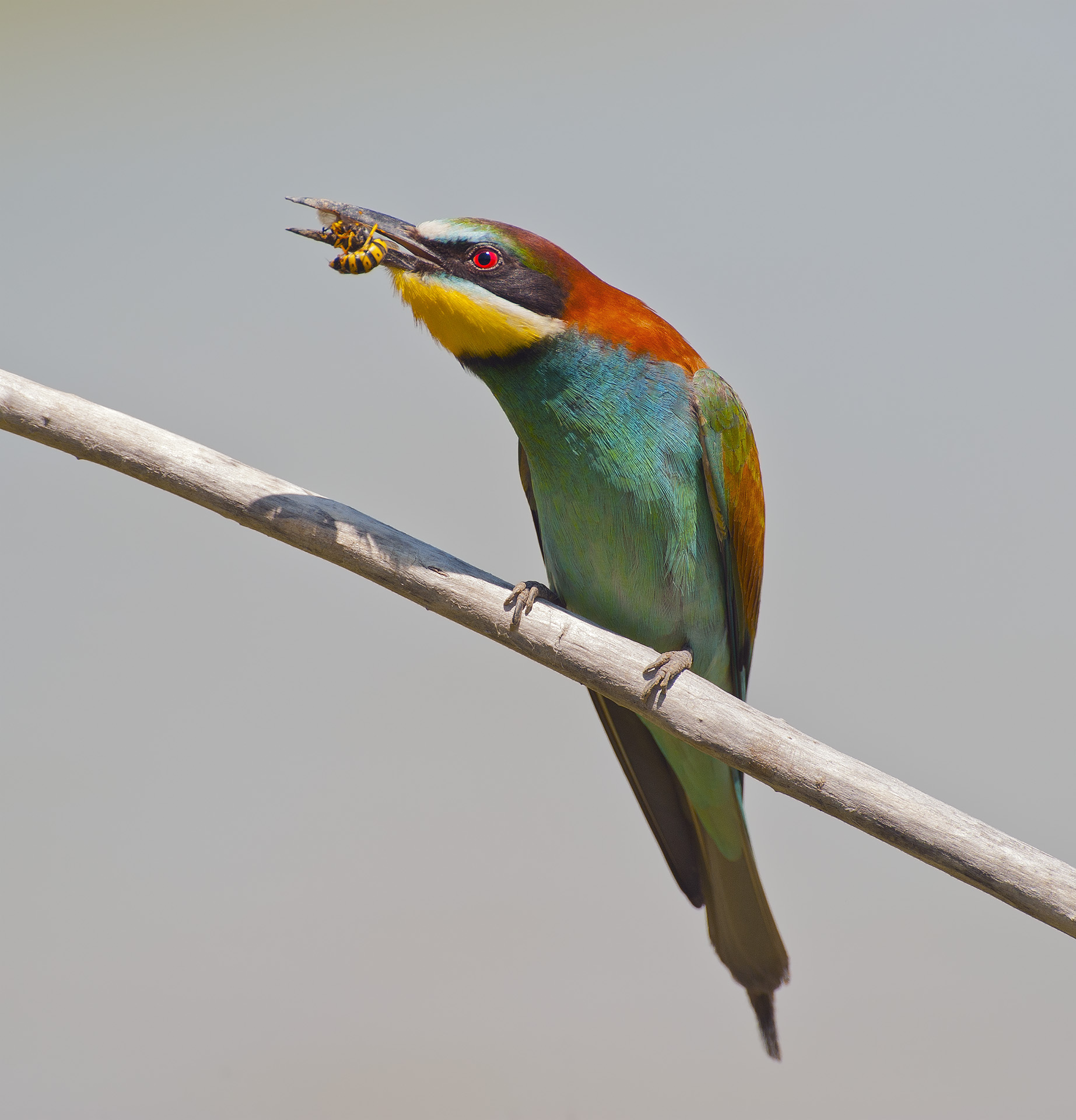 Il Pasto #1 (revisione)