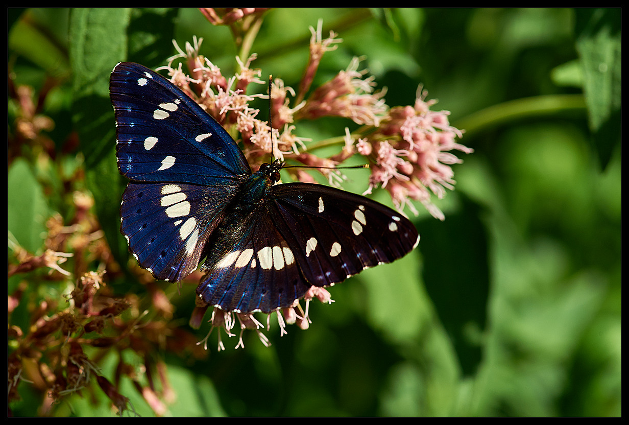 Limenitis Reducta