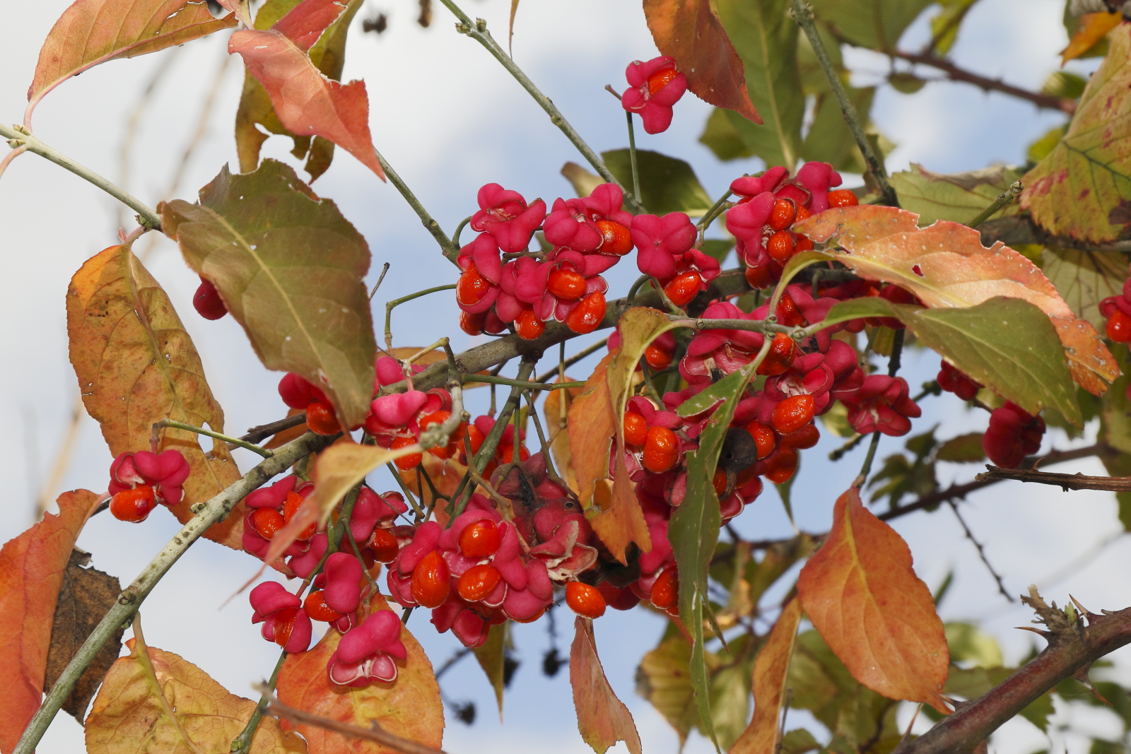 Seafood spindle tree