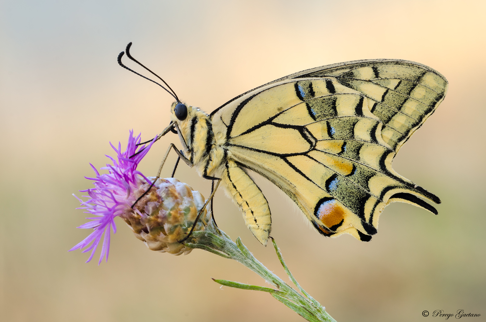 Papilio Machaon 2