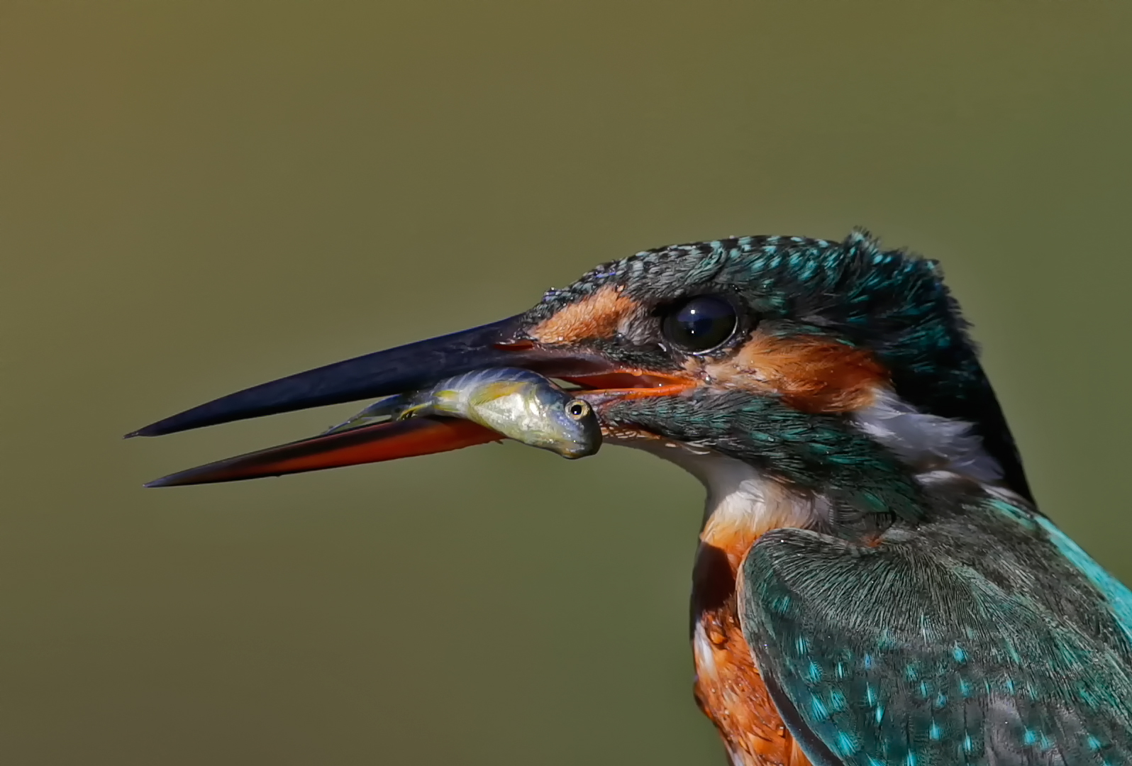 martino in primo piano( nell'occhio si vede il sole che