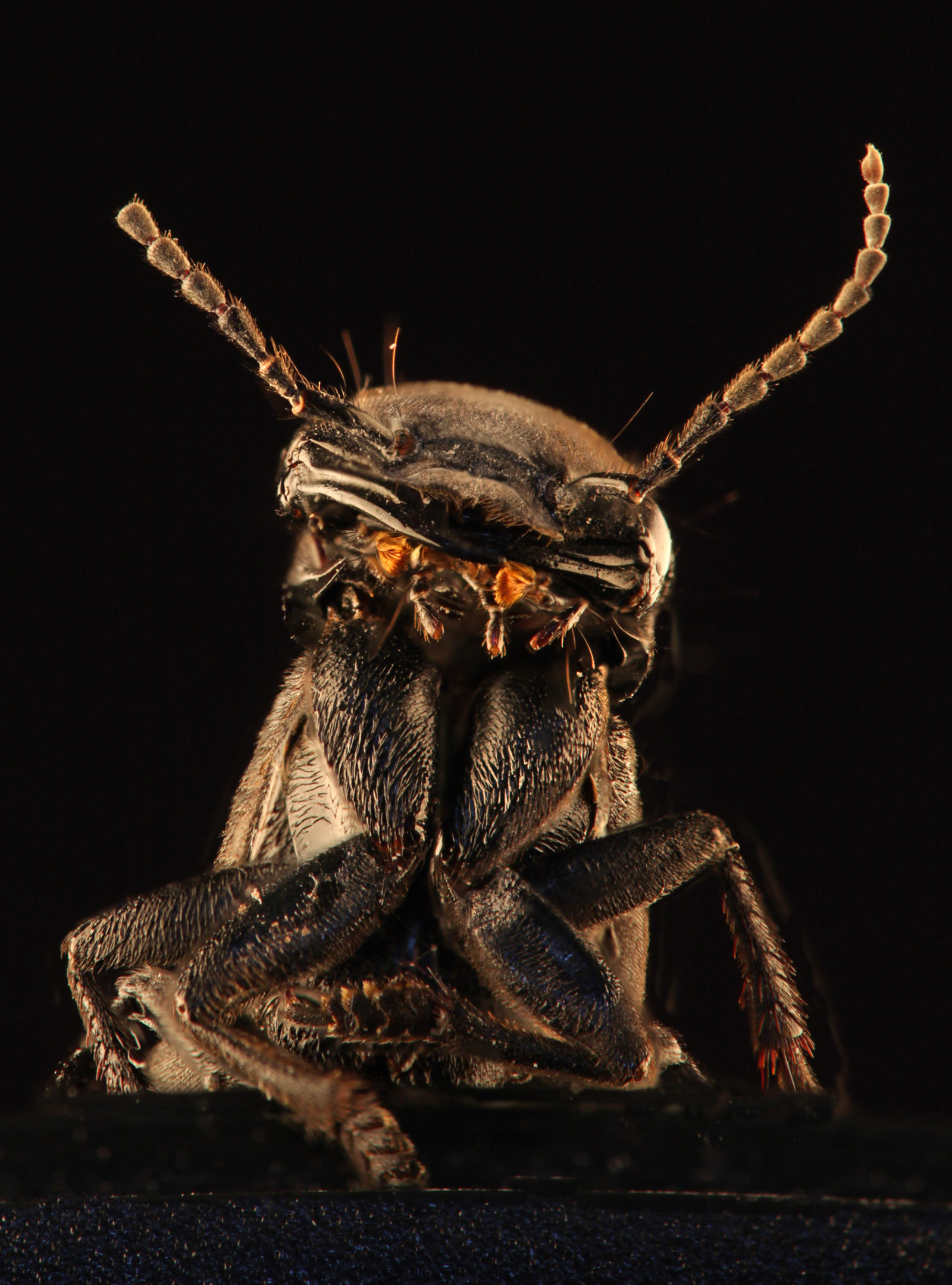 Dark side of the Force