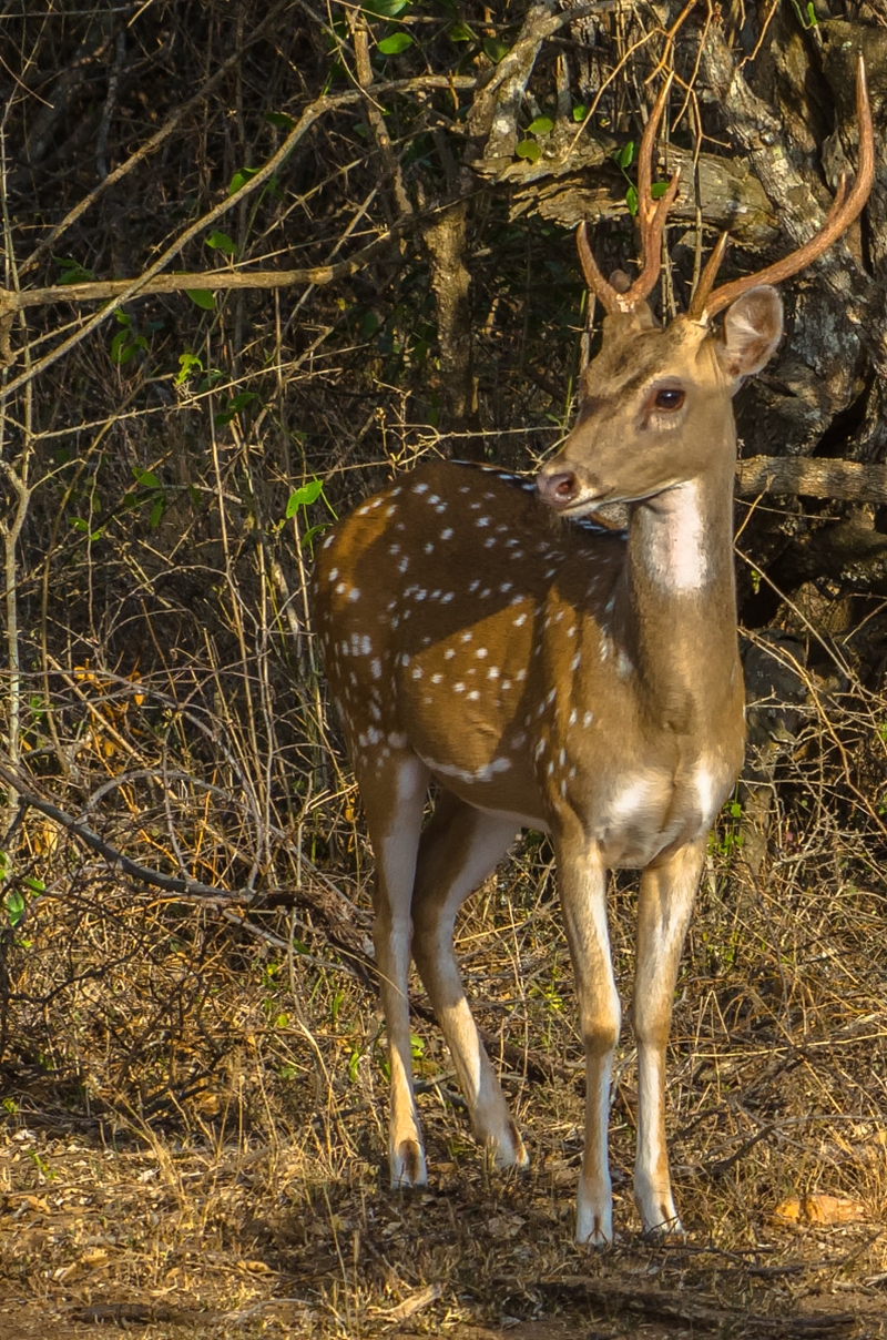 Sri Lanka - Yala NP - Deer