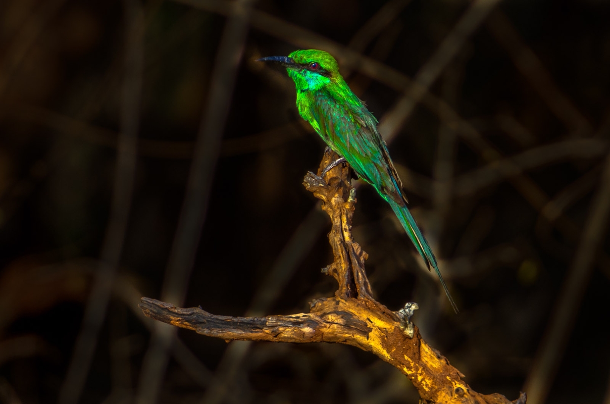 Sri Lanka - Bee Eater