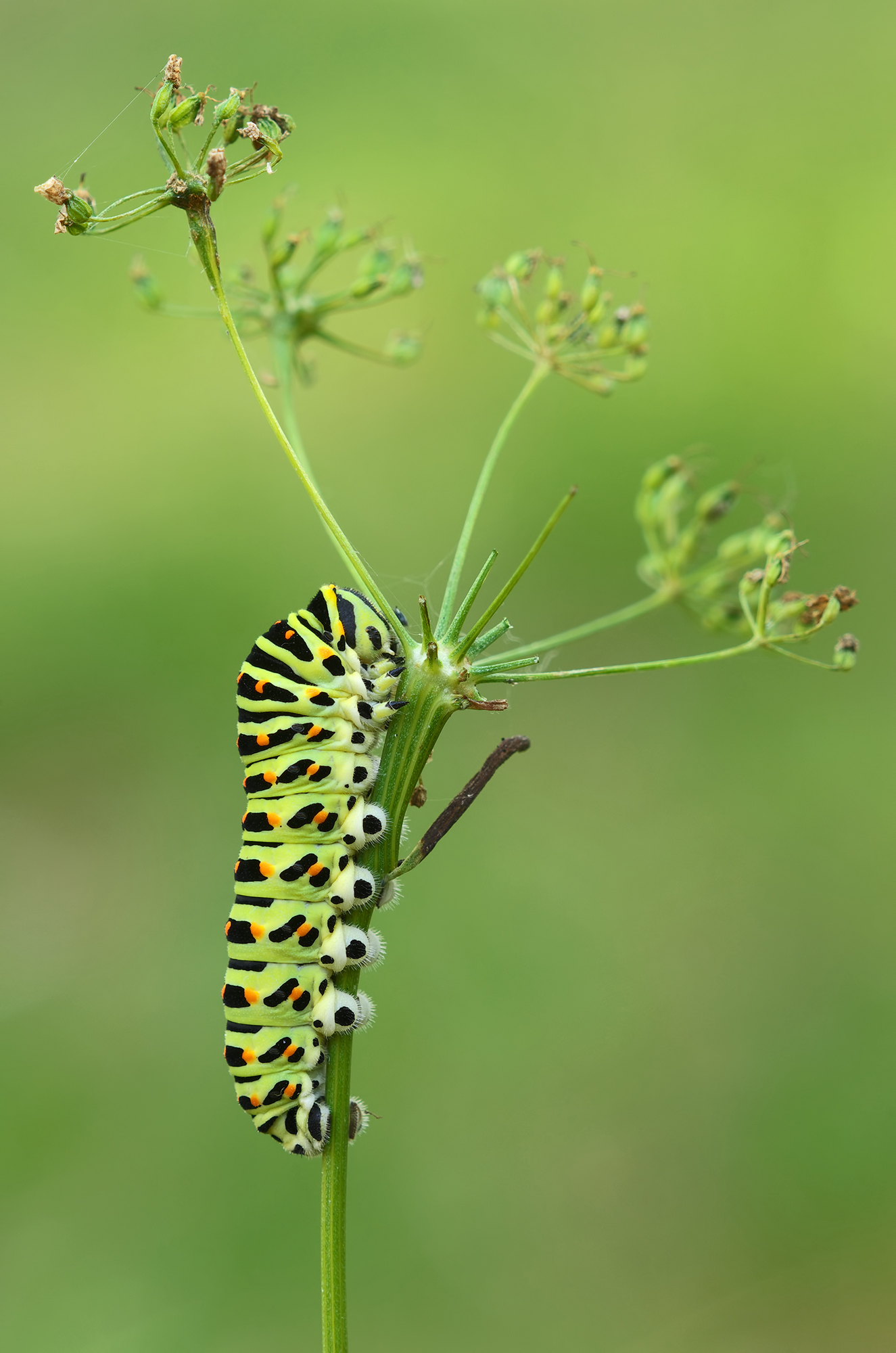 Papilio machaon