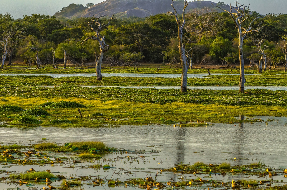 Sri Lanka Yala National Park