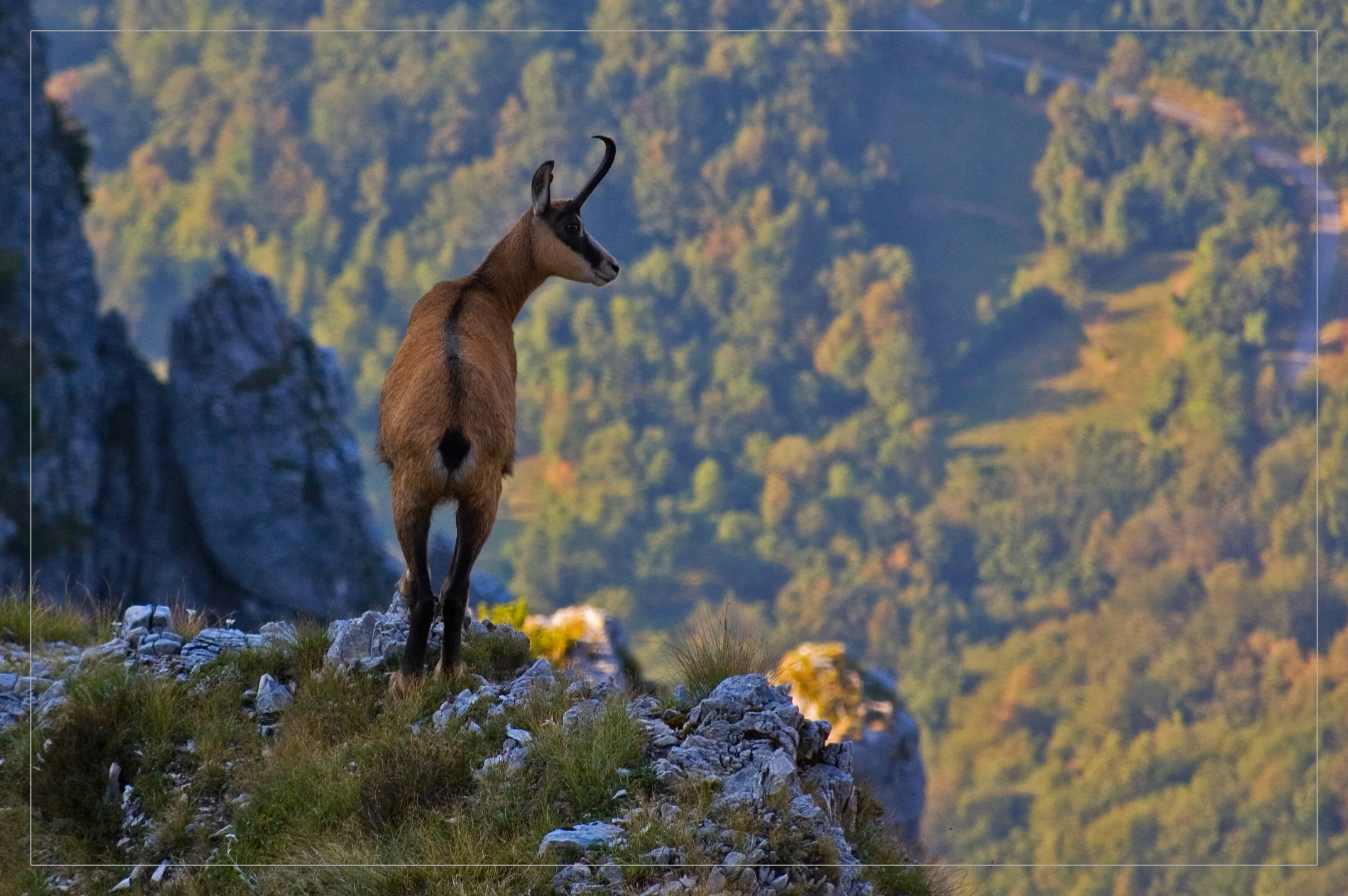 Camoscio sul Pasubio