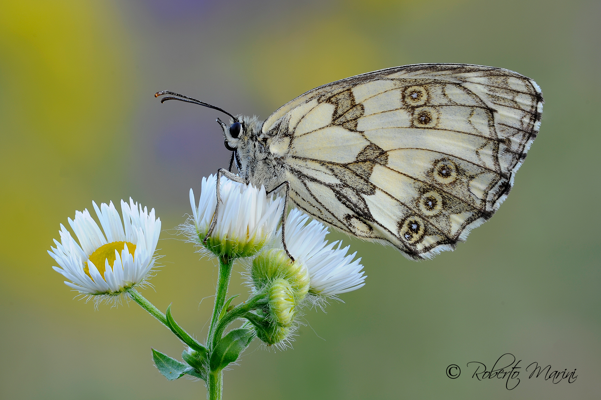 Margaret is now miaaaa ....