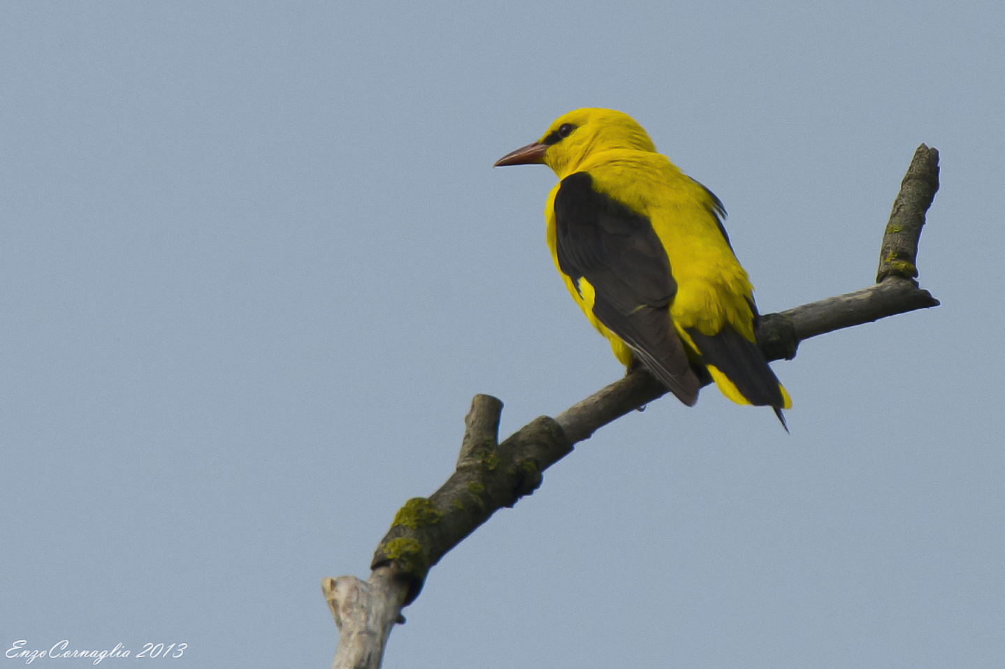 Golden Oriole (Male)