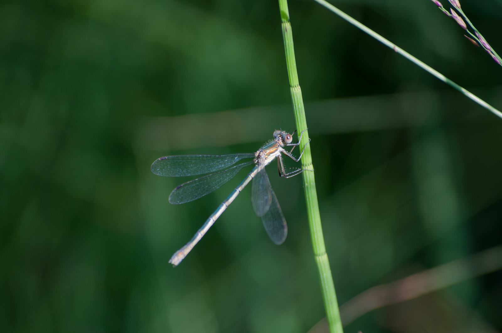 Libellula #1