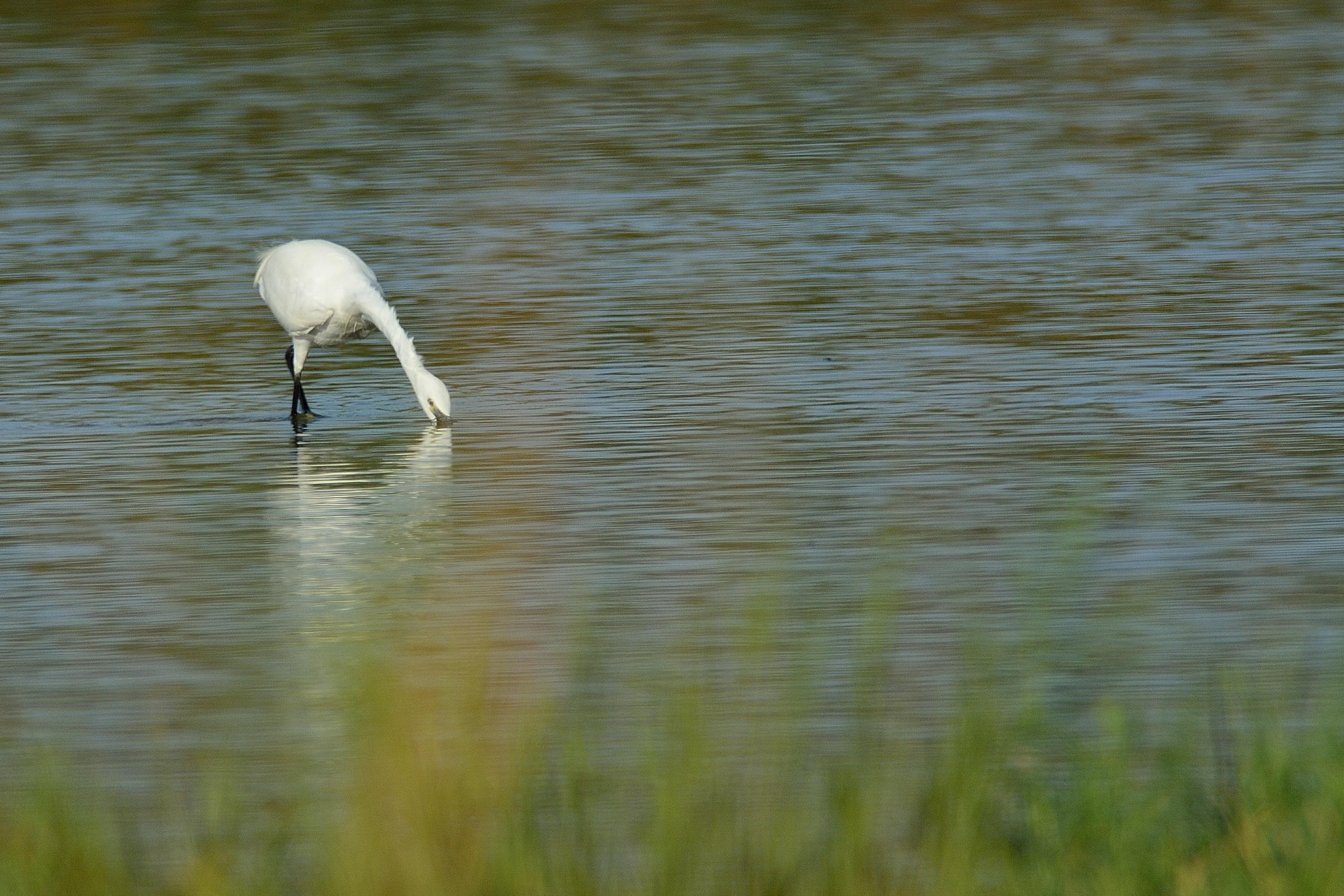 Egrets
