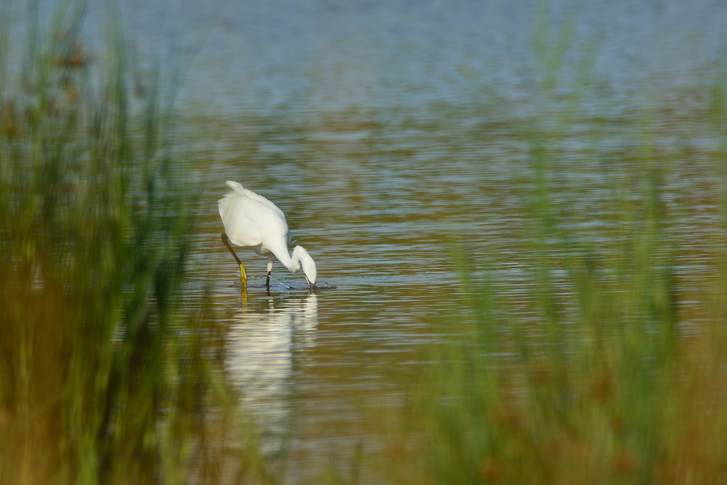 Egret