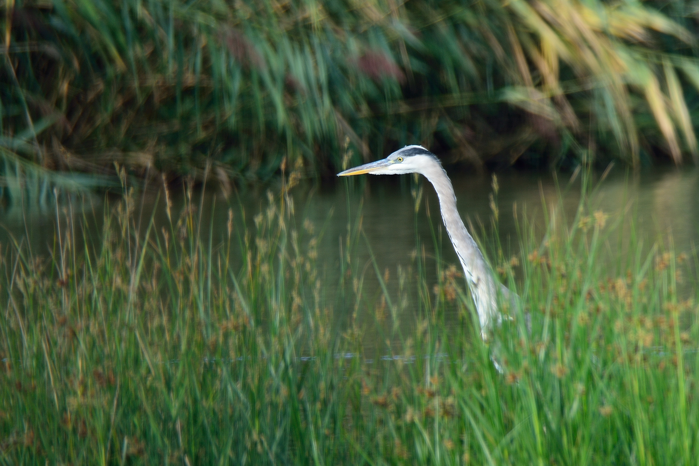 Grey Heron