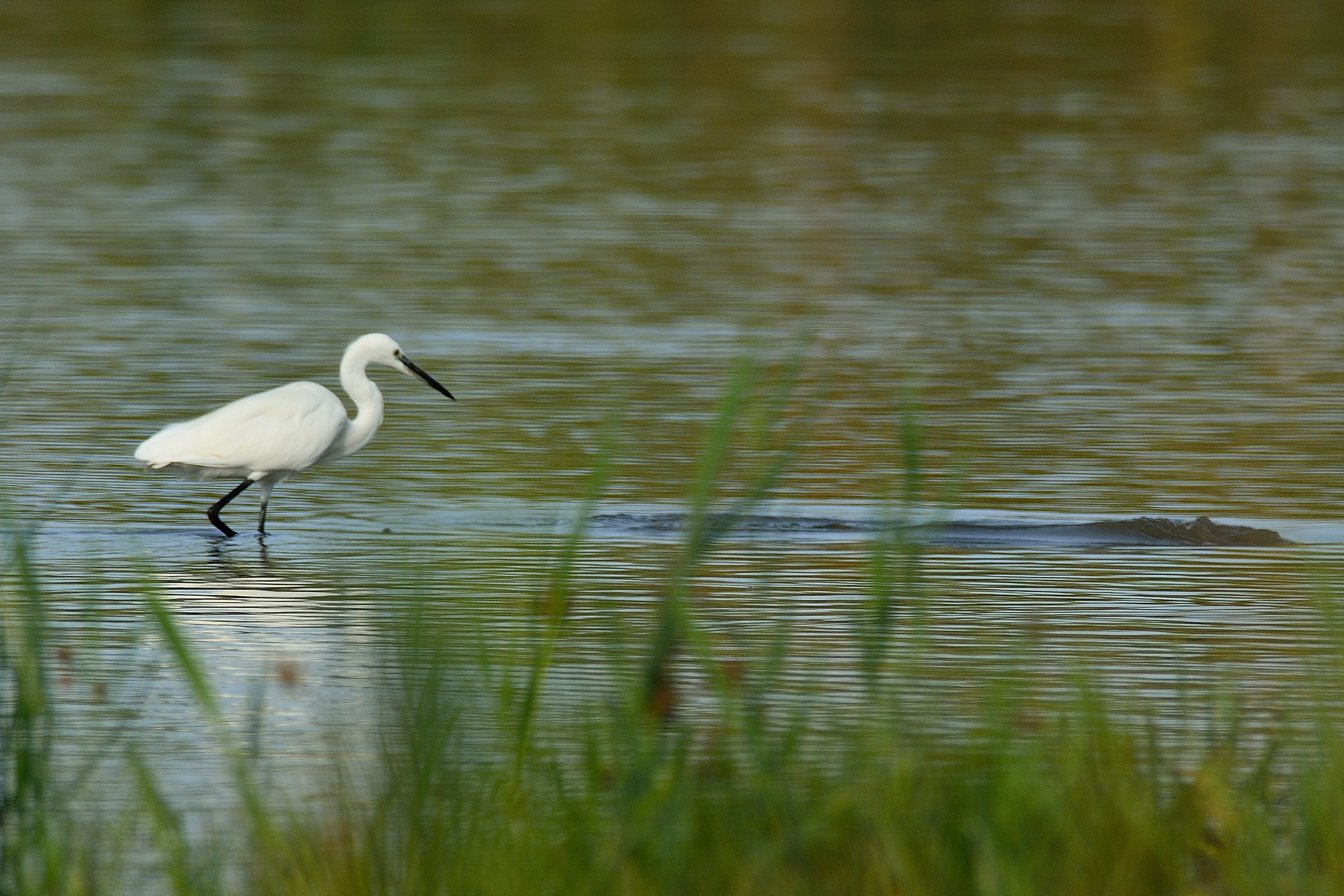 Egret in fishing